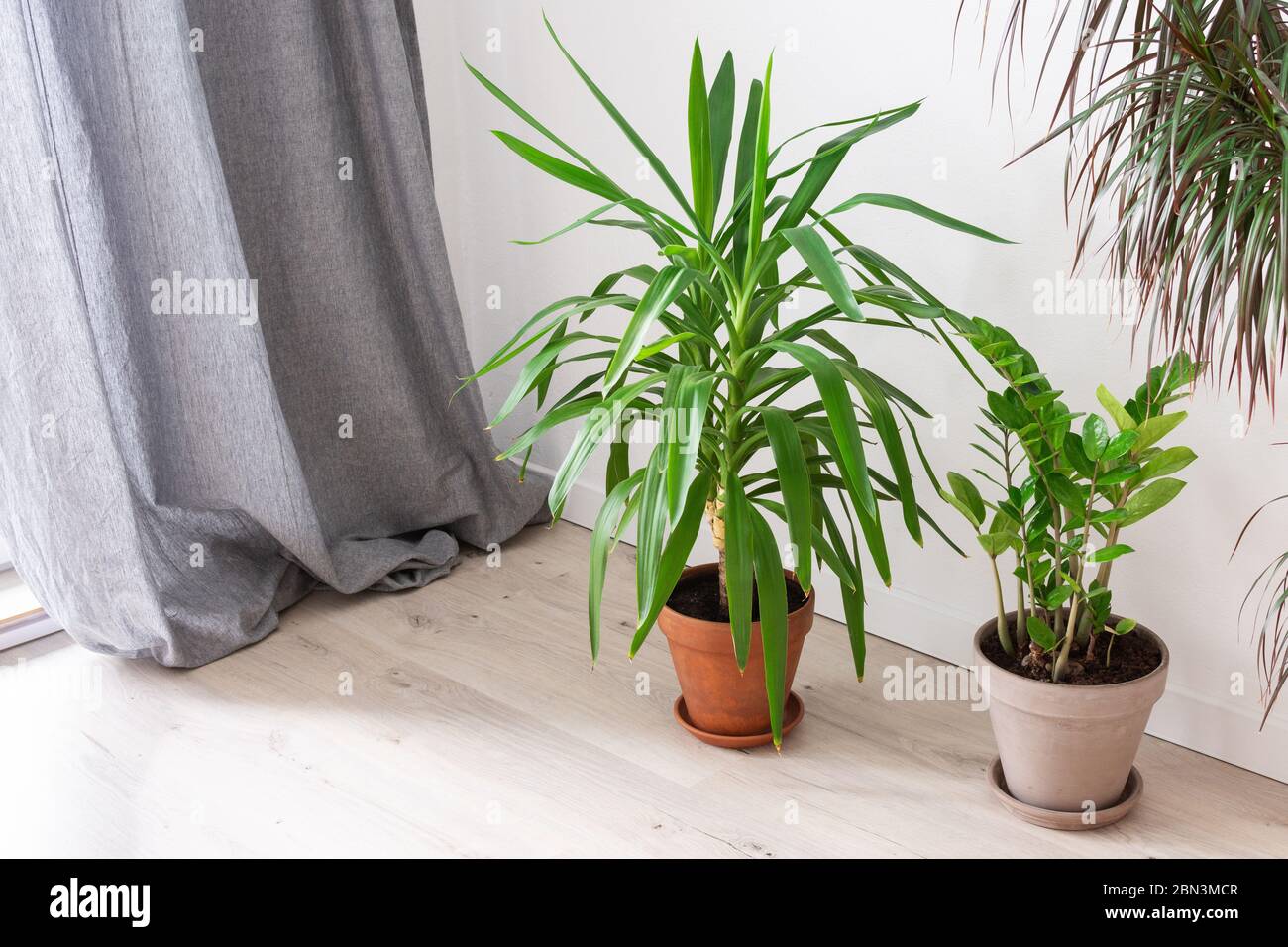 Beautiful green indoor Yucca aloifolia and Zamioculcas flower , home decorative plants on the background of a white wall Stock Photo