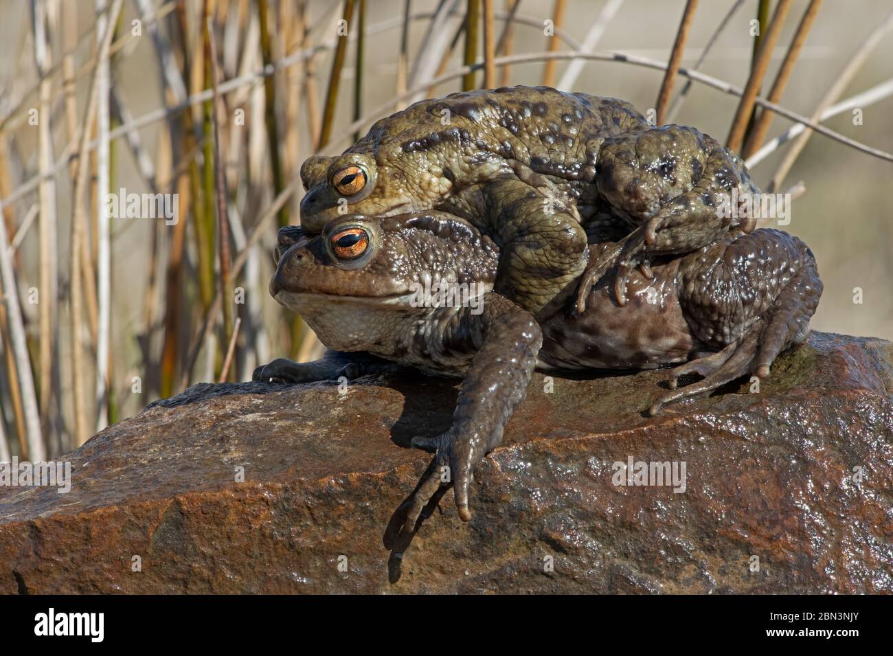 Paired male and female Common Toads (Bufo bufo) Stock Photo