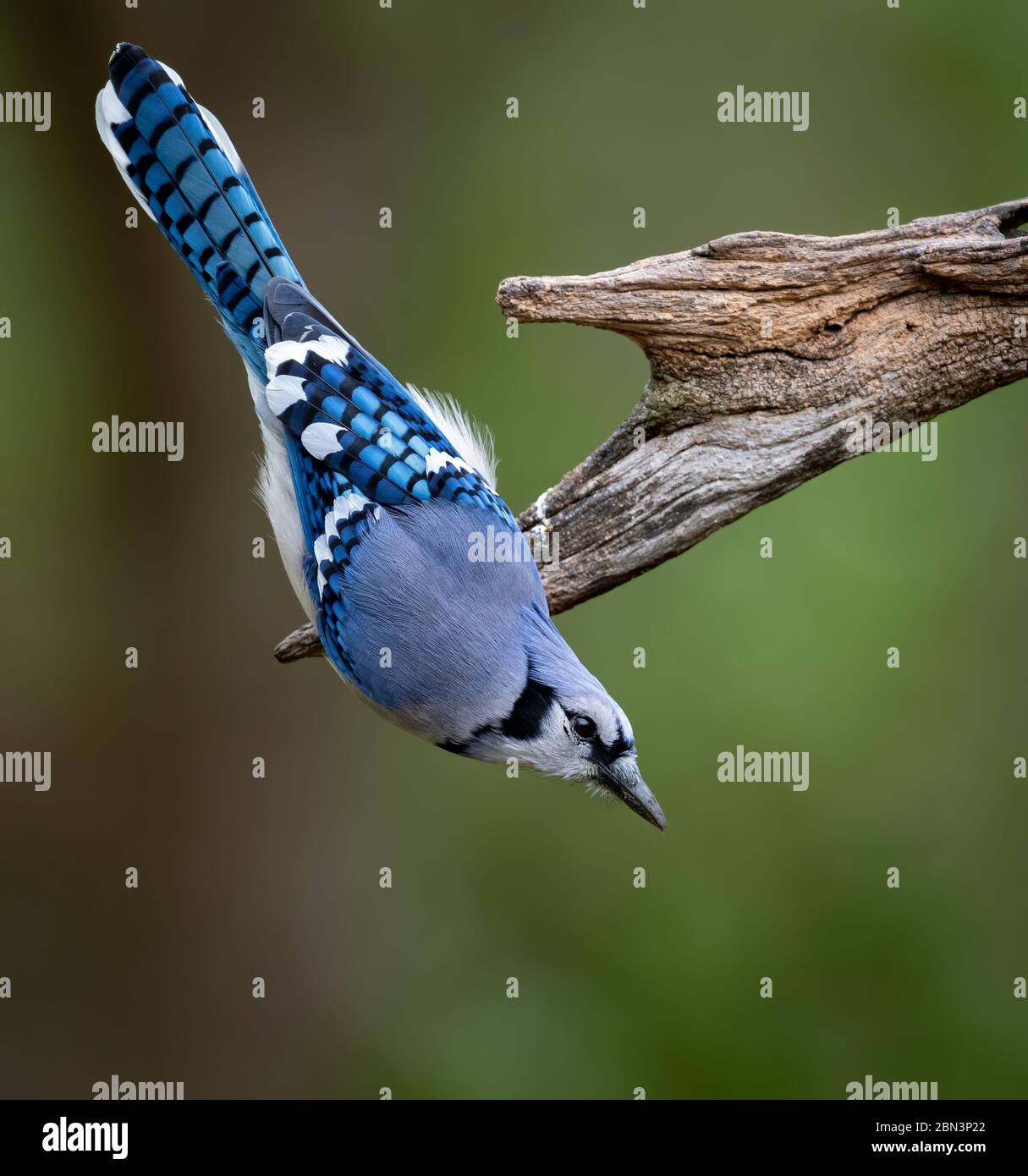 Blue jay wings Black and White Stock Photos & Images - Alamy