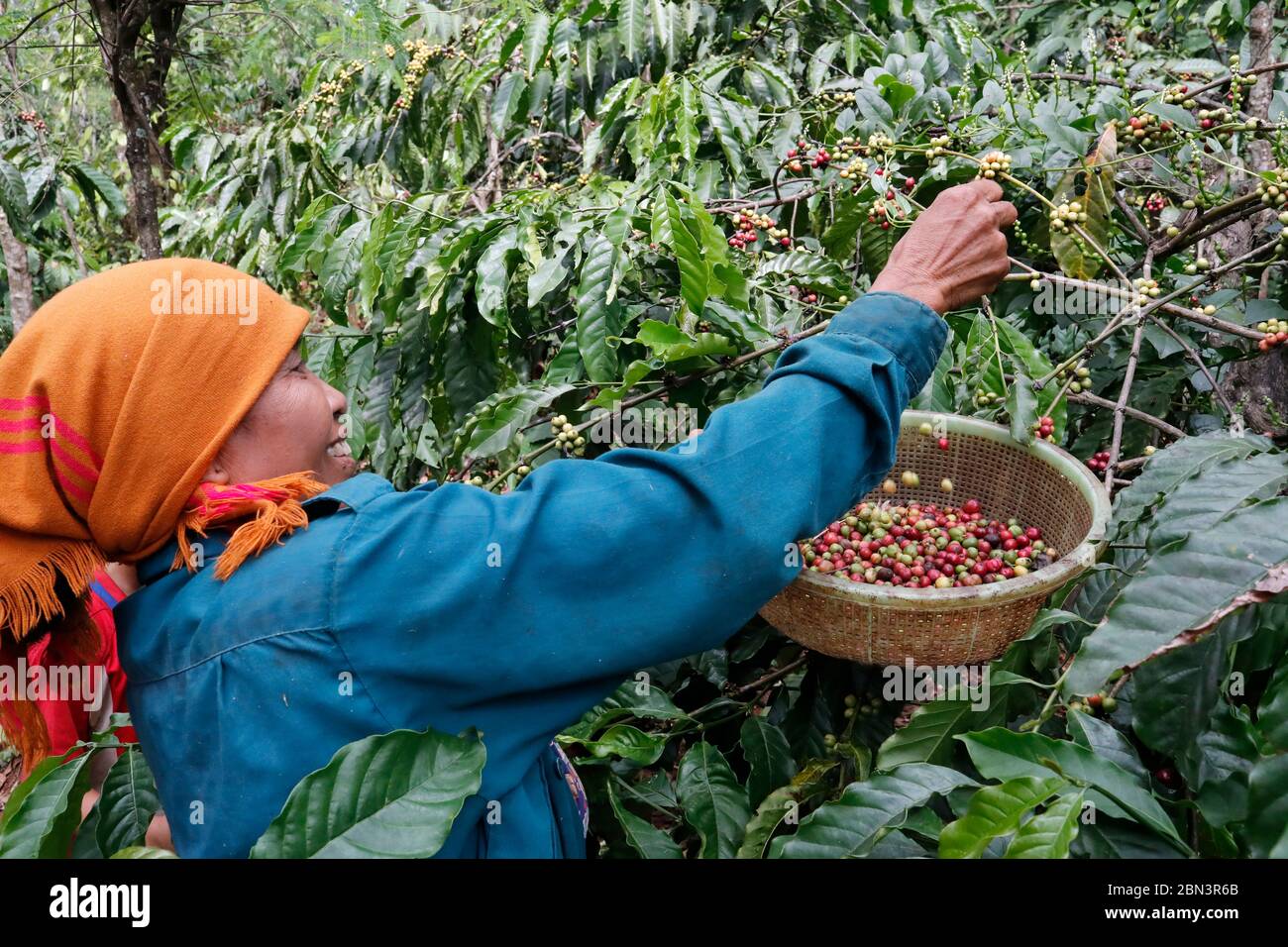 Working Women in Coffee