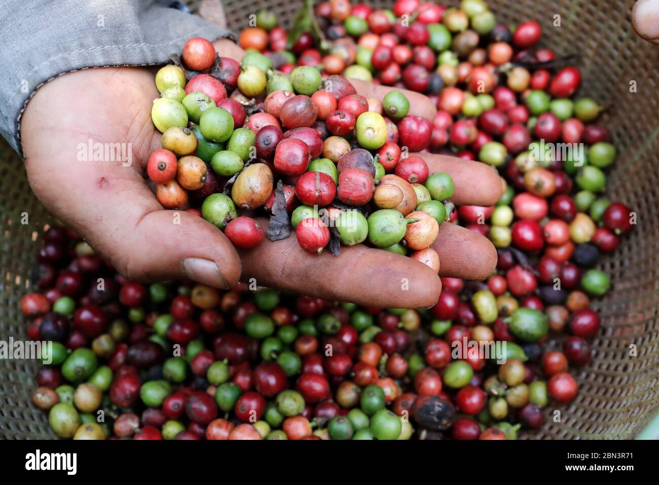 Coffee plantation.  Farmer showing red and green and picked coffee beans in his hand. Stock Photo