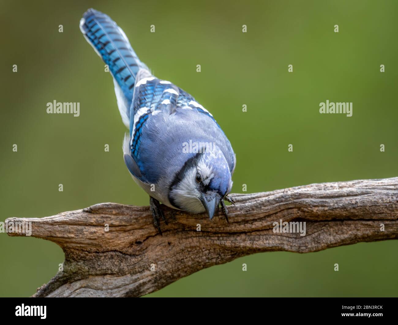 Blue Jay Flying High Resolution Stock Photography and Images Alamy