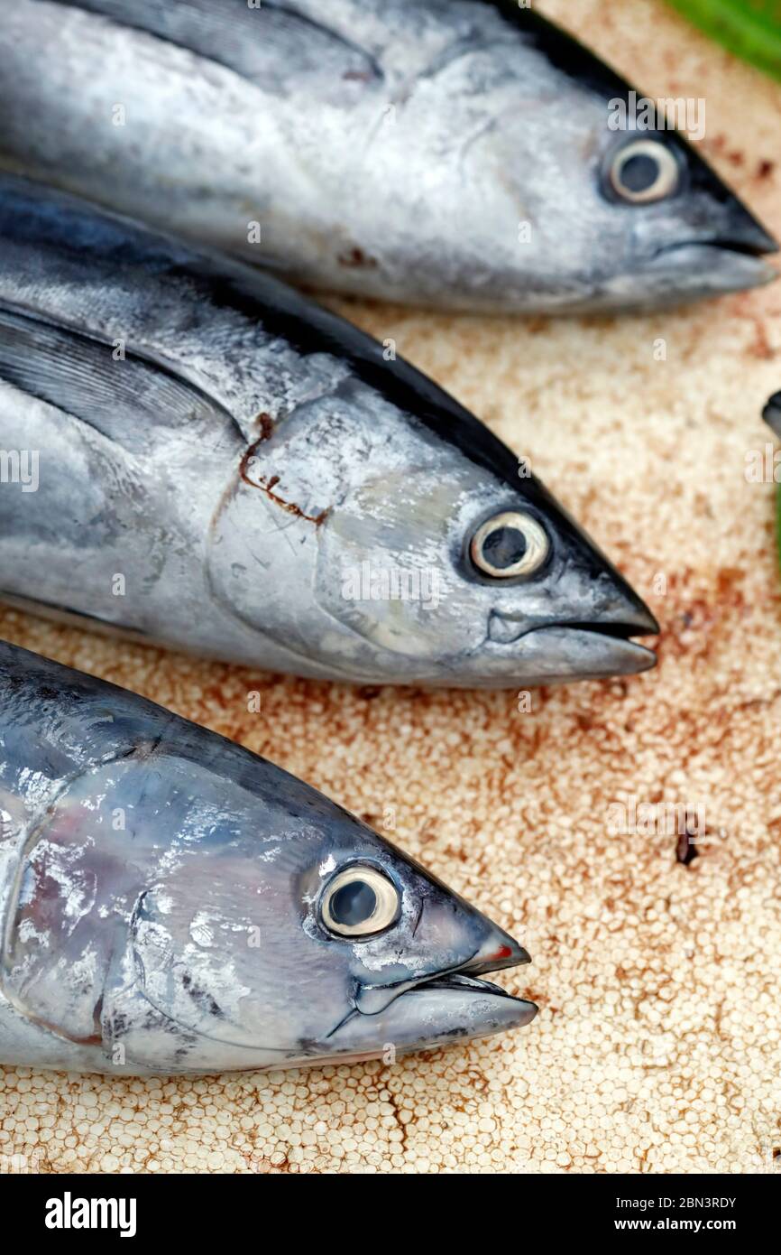 Fresh tuna fish for sale at market. Quy Nhon. Vietnam Stock Photo Alamy