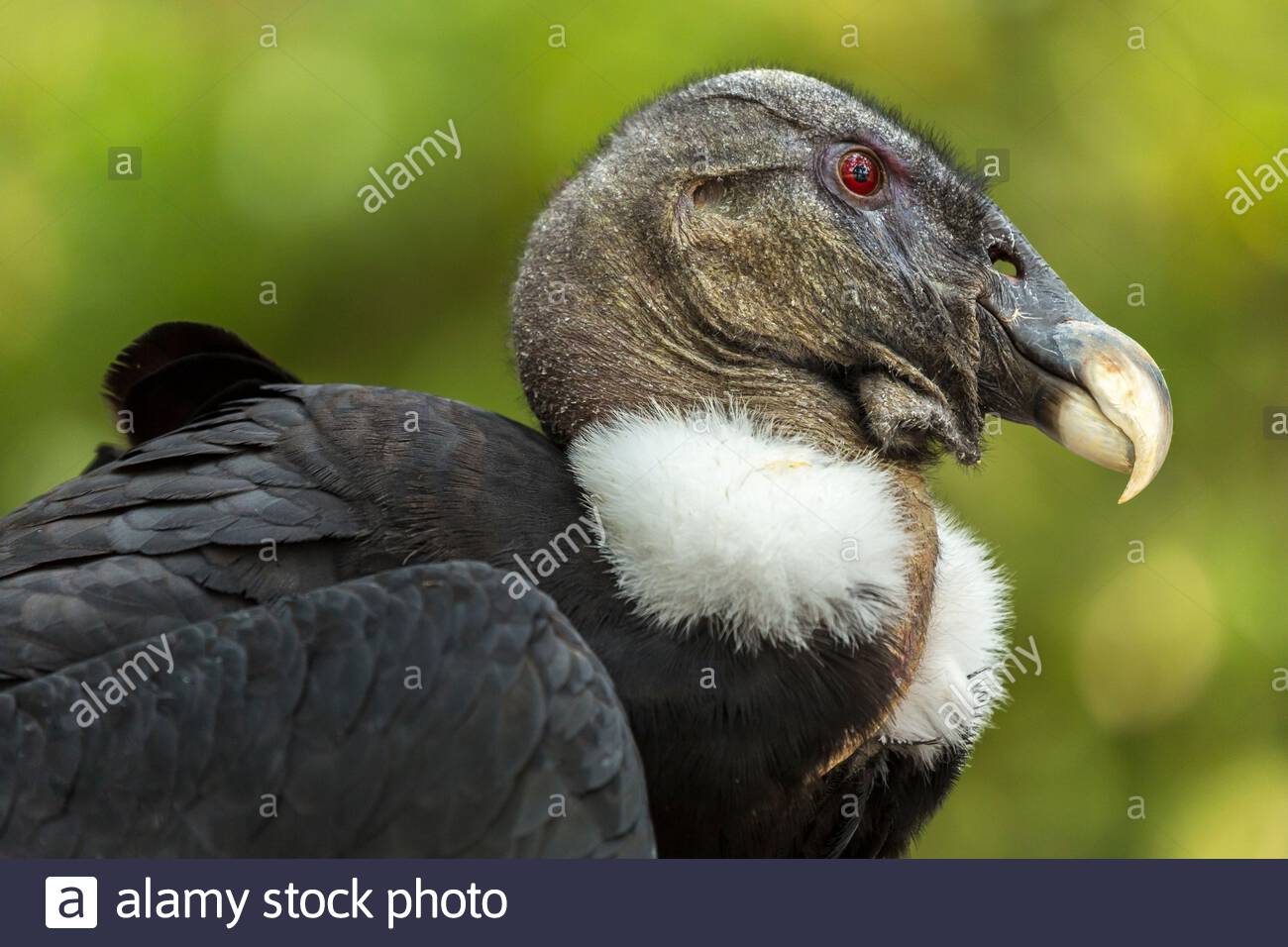 Largest Flying Bird High Resolution Stock Photography and Images - Alamy