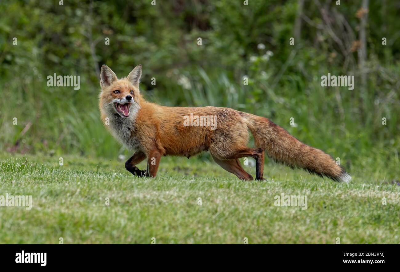 Red fox in New Jersey Stock Photo - Alamy