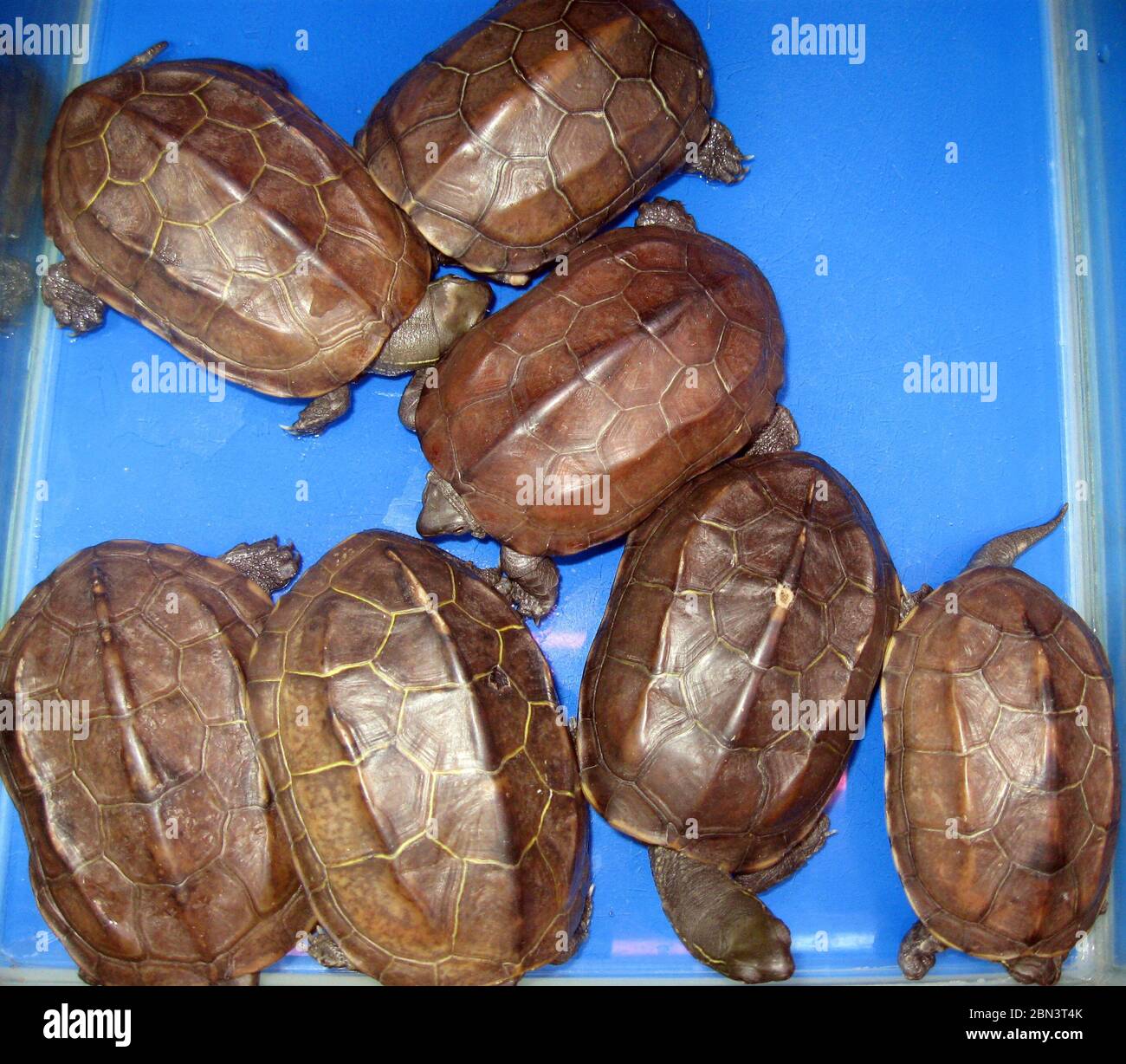 Mauremys (Chinemys) reevesii, commonly known as the Chinese pond turtle, for sale at Hong Kong market food. Stock Photo
