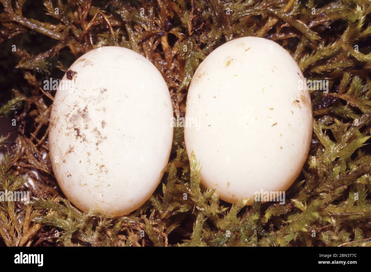 Eggs of Red-eared terrapin, Trachemys scripta elegans Stock Photo