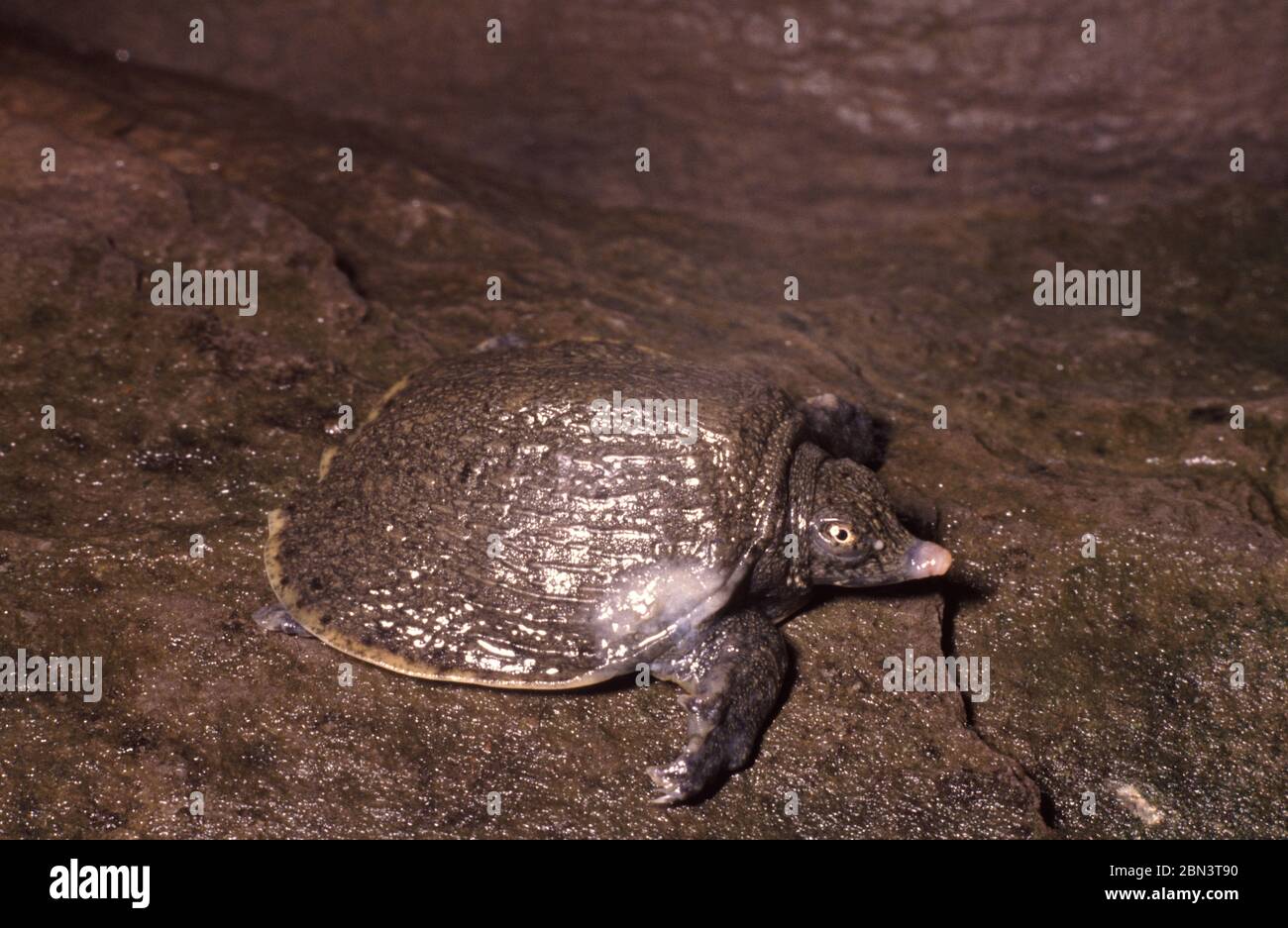 Turtle disease: mycosis in juvenile Chinese soft shelled turtle (Pelodiscus sinensis) Stock Photo