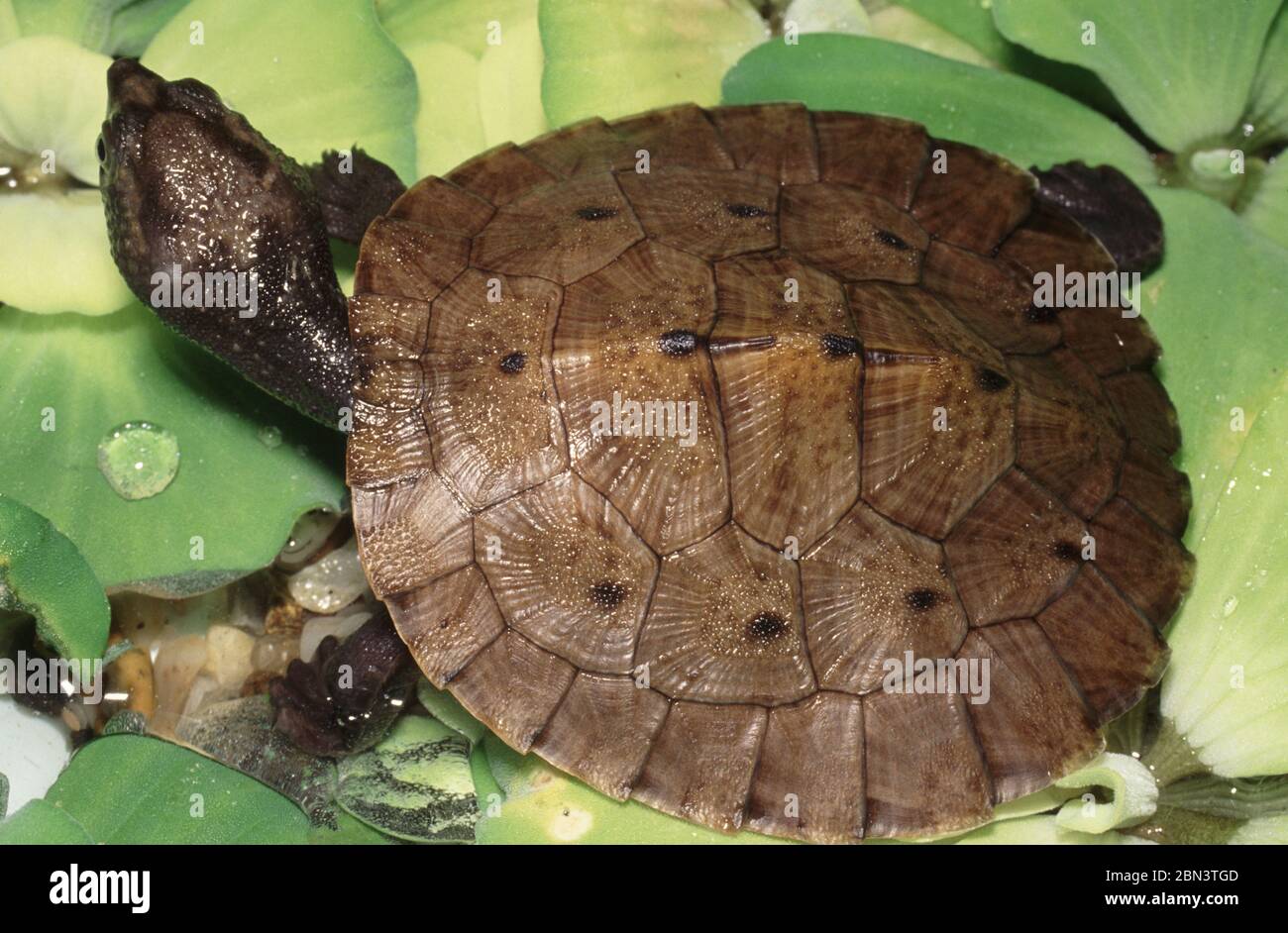 New Guinea Snapping Turtle, Elseya novaeguineae Stock Photo