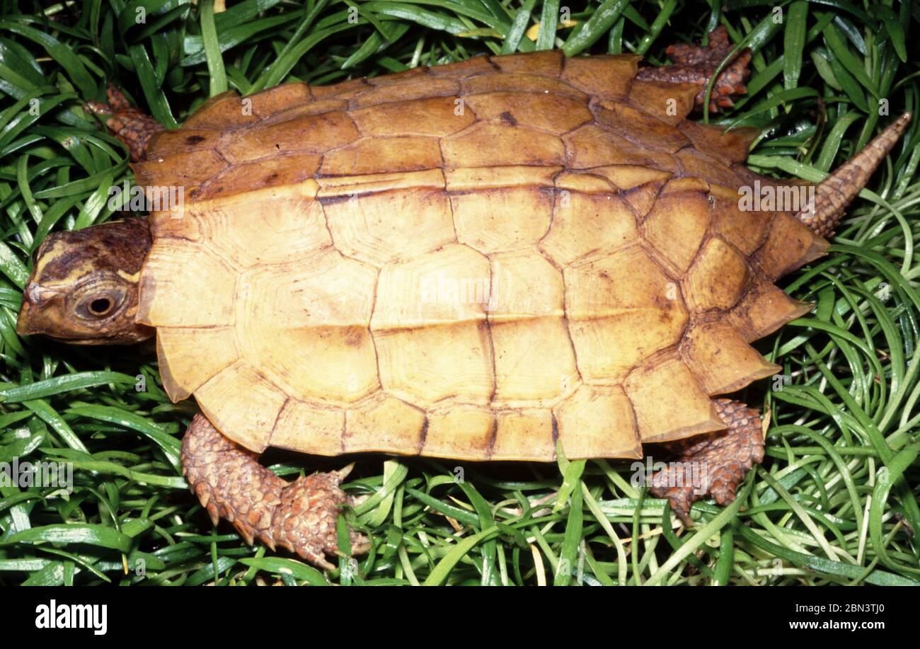 Black-breasted leaf turtle, Geoemyda spengleri Stock Photo