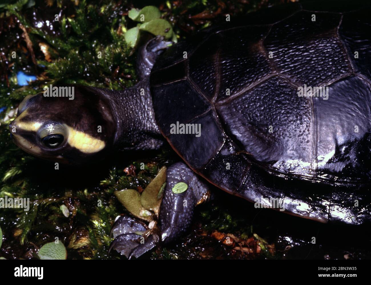 Red-bellied short-necked turtle (Emydura subglobosa) Stock Photo