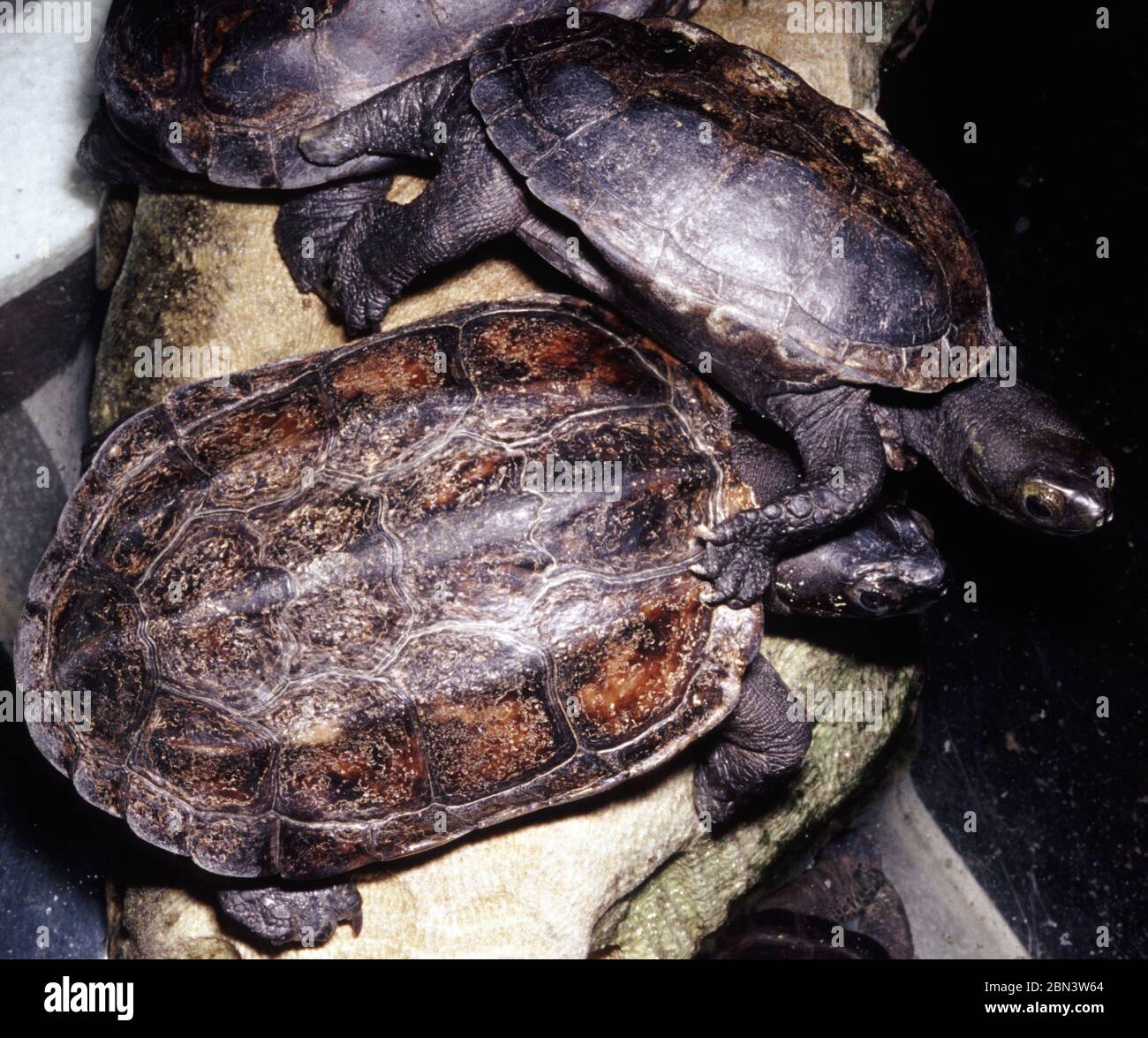 Chinese pond turtle, Mauremys (Chinemys) reevesi Stock Photo