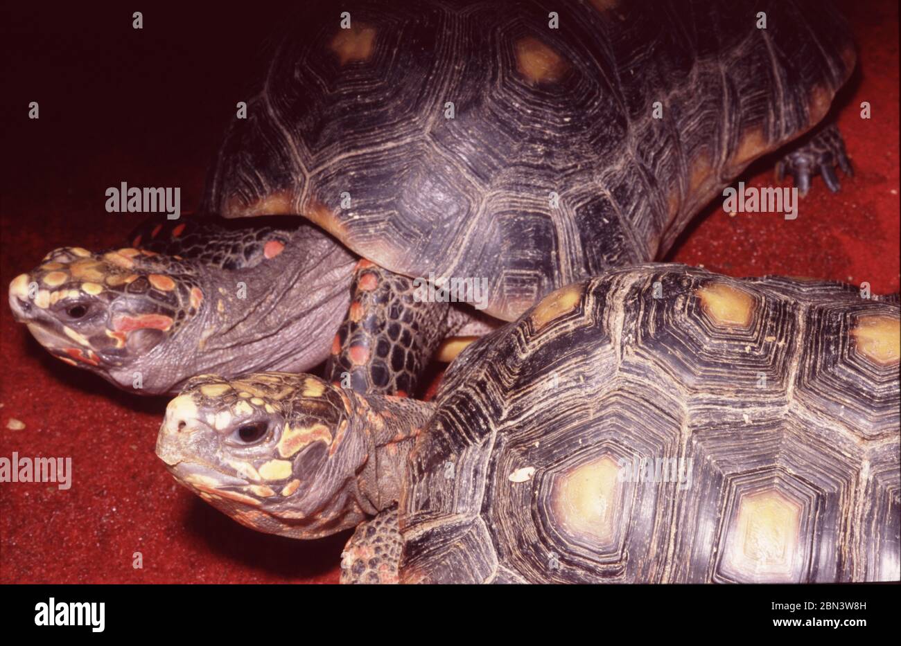 Red-footed Tortoise, Chelonoidis (Geochelone) carbonarius Stock Photo