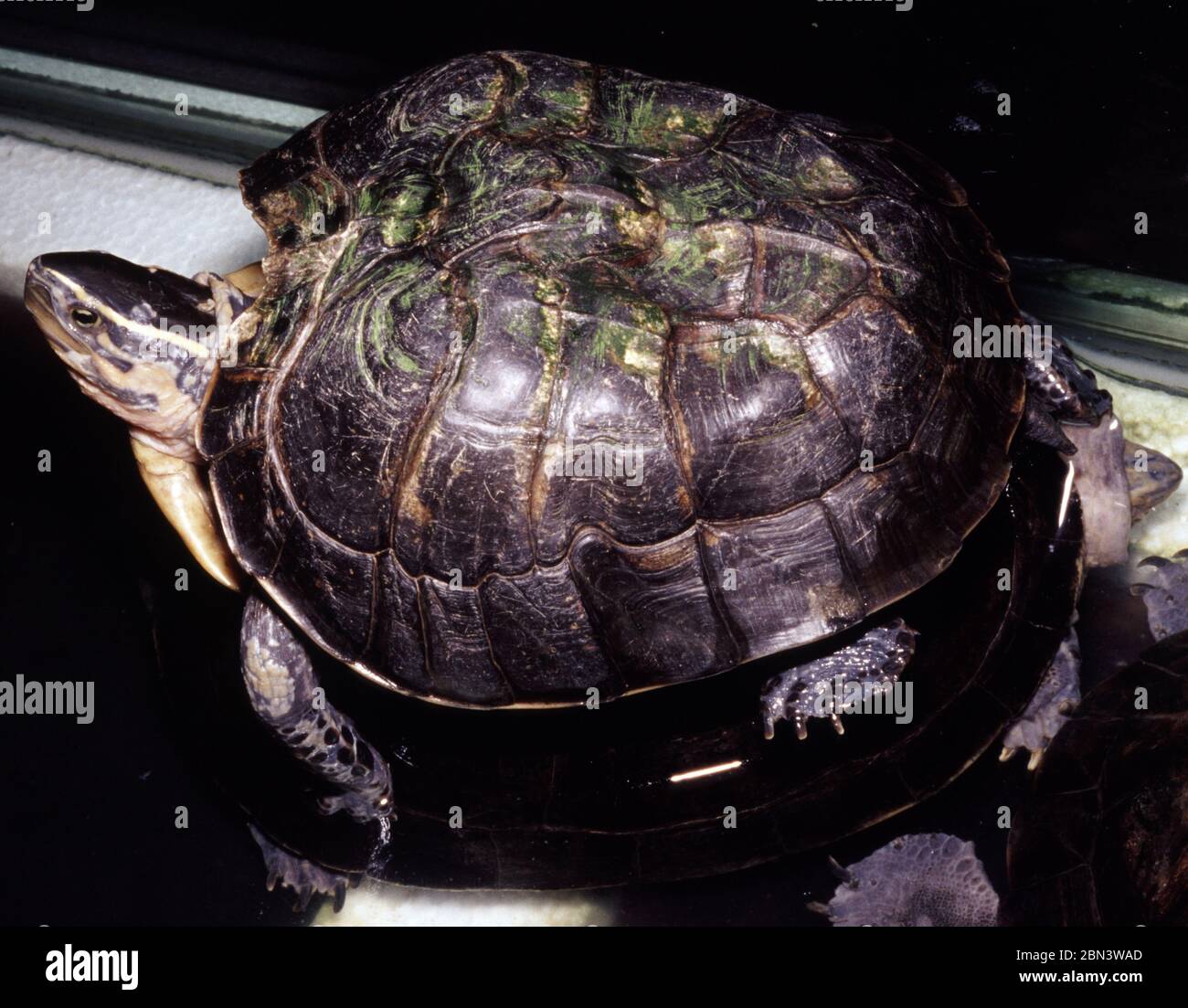 Turtle disease: Southeast Asian Box Turtle (Cuora amboinensis) with damaged shell Stock Photo