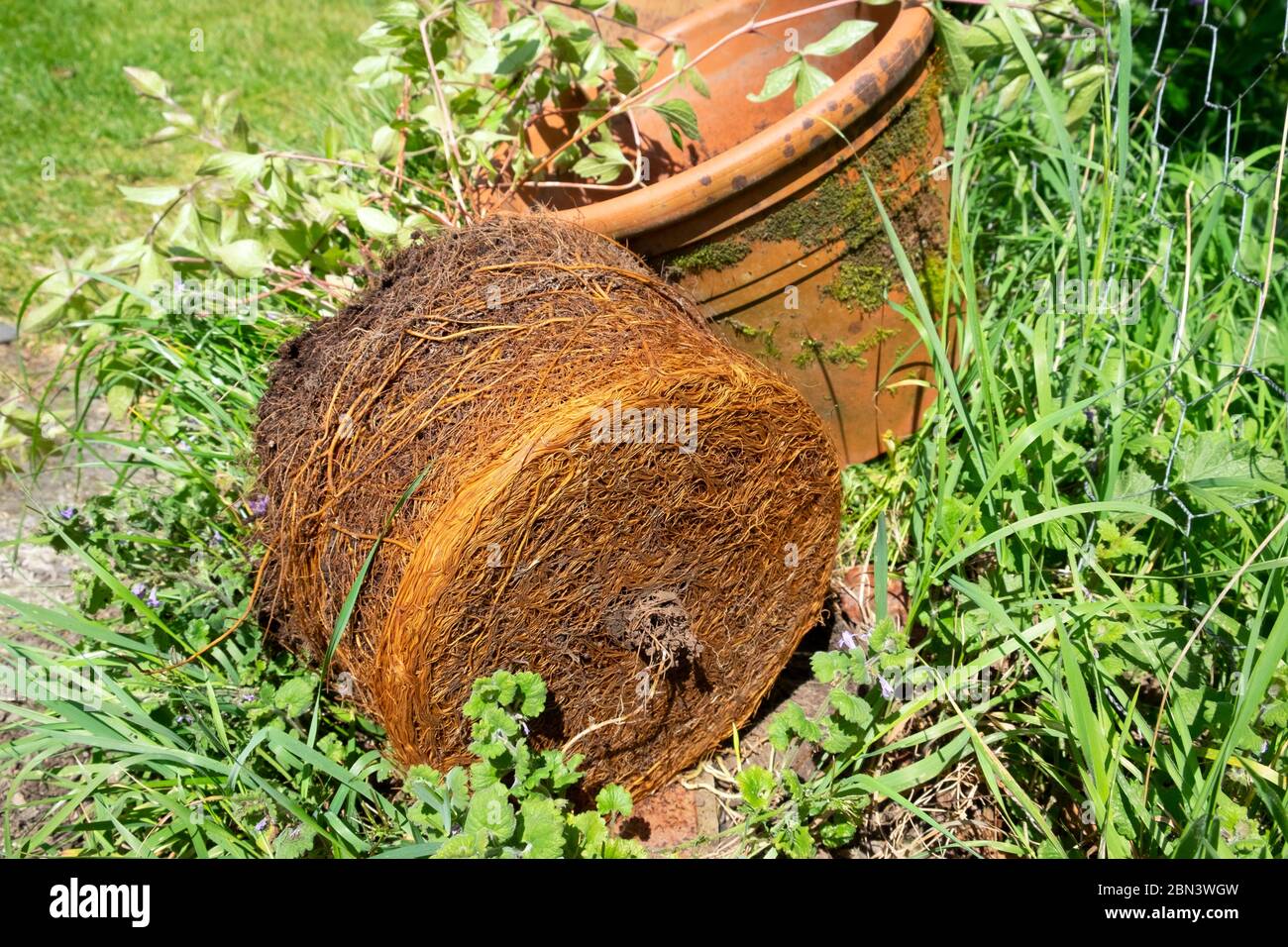 Pot bound plant hires stock photography and images Alamy