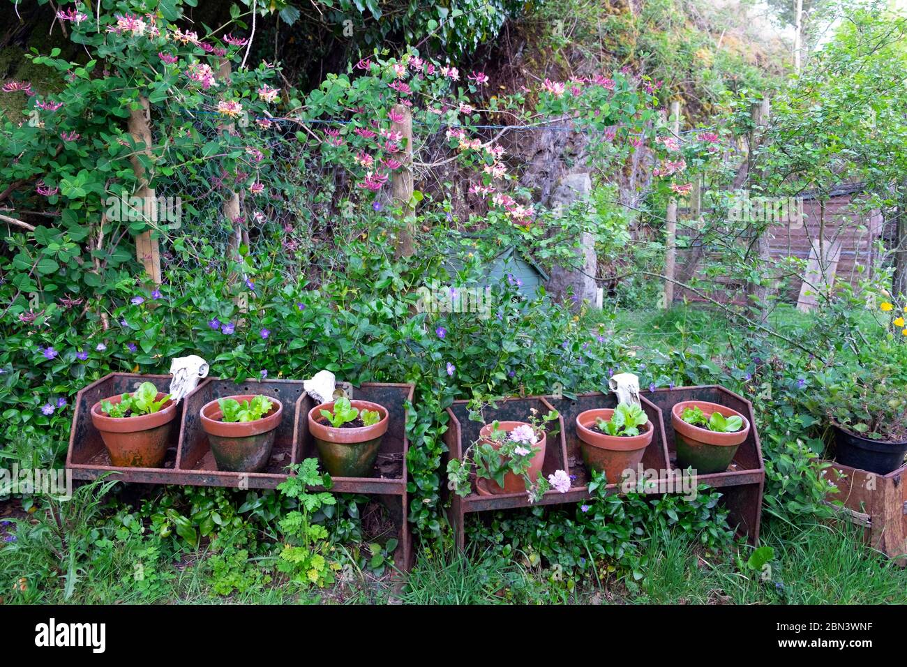 Lettuce plants growing in a row of terra cotta pots on old agricultural stand in a country garden with honeysuckle on fence Wales UK KATHY DEWITT Stock Photo