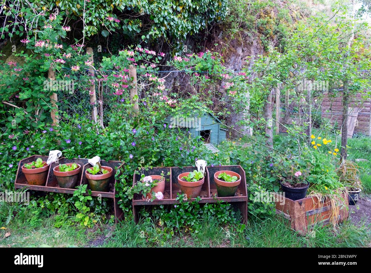 Lettuce growing in a row of terra cotta pots on old agricultural stand in a country garden with honeysuckle on fence Wales UK KATHY DEWITT Stock Photo