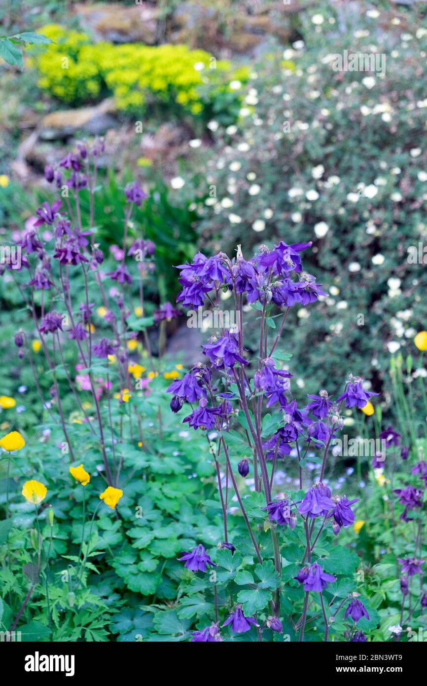Aquilegia vulgaris blooming flowering in a small country garden with yellow Welsh poppies and potentilla in May Wales Great Britain UK    KATHY DEWITT Stock Photo