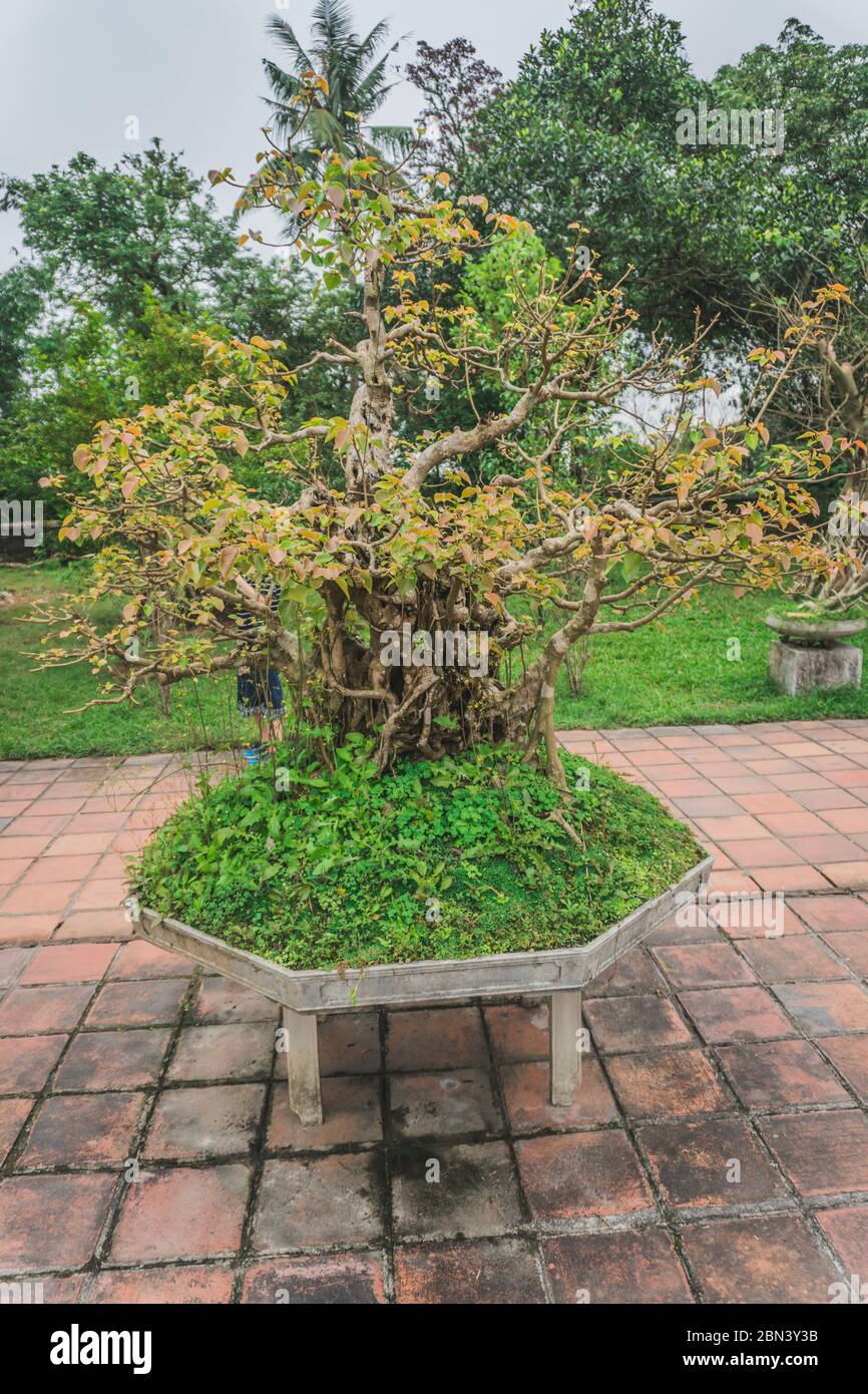 Bonsai tree in a Buddhist temple traditional Vietnamese decor Stock