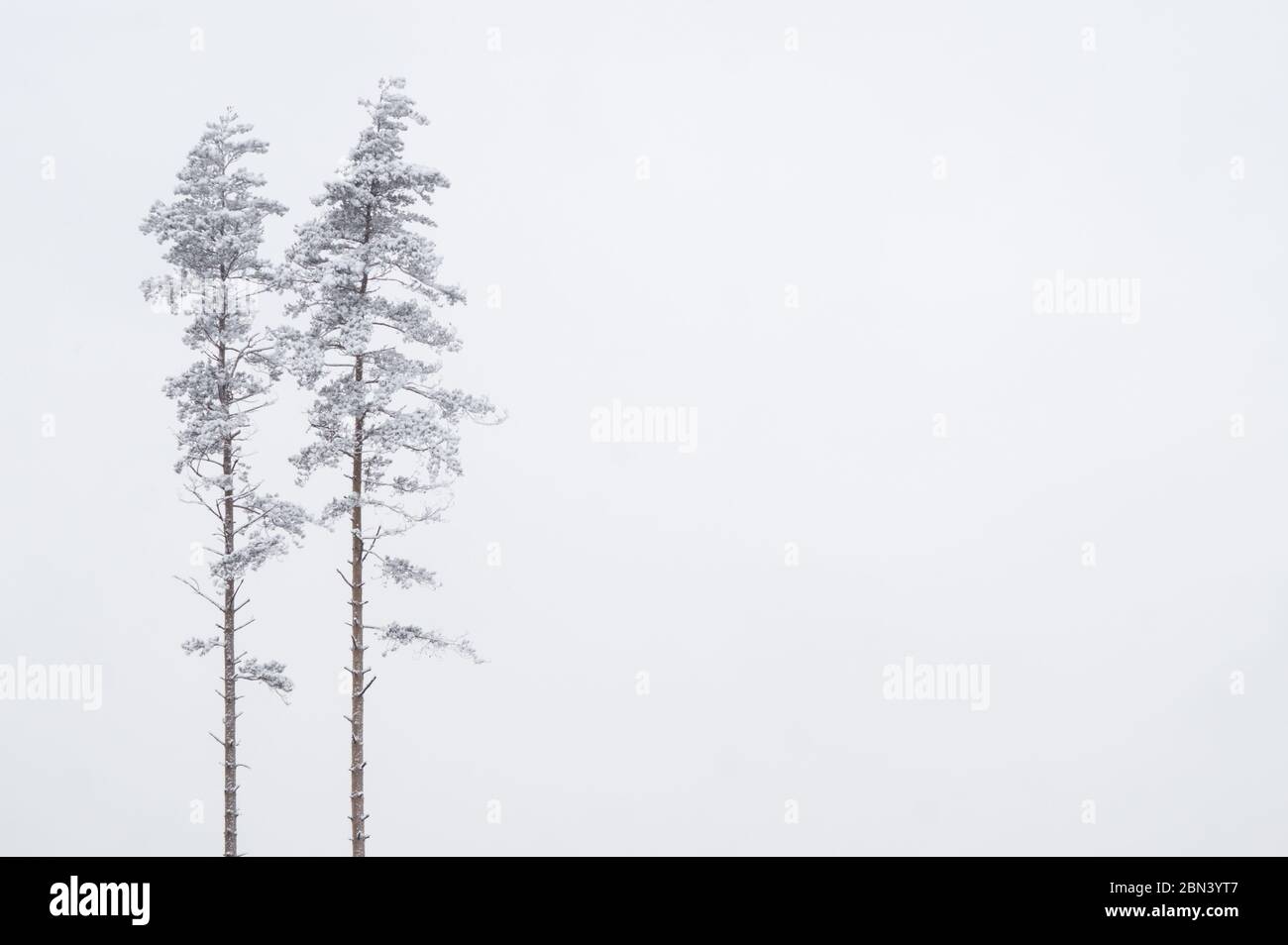 Two snow-covered pine trees. Concept for partnership and resilience. Minimalistic shot, photograhed against grey and white sky on cold winter day. Stock Photo