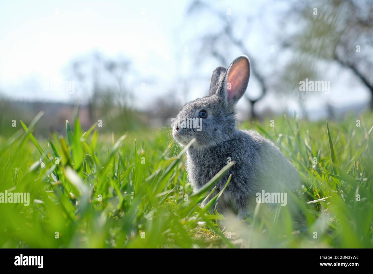 Small grey rabbit in green grass closeup. Can be used like Easter ...