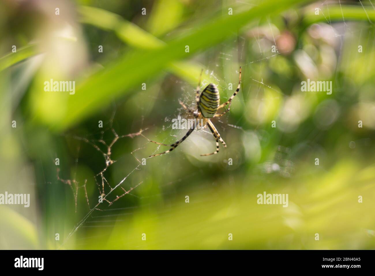 Female wasp spider (Argiope bruennichi). Photographed on warm sunny day in natural habitat against blurred background. Tambov Region, Russia. Stock Photo