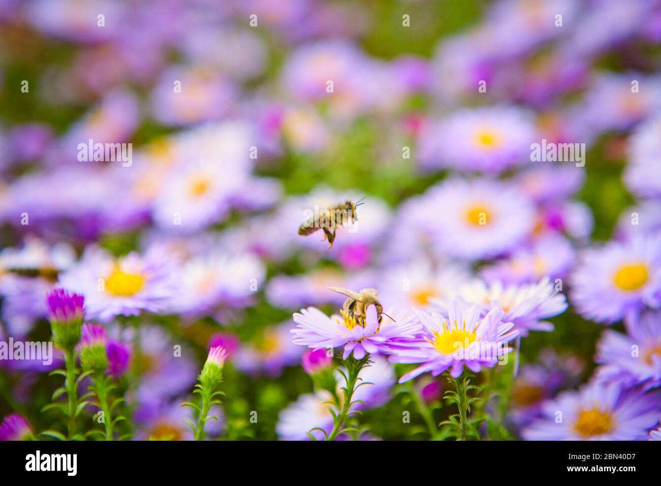 Details stamens bees hi-res stock photography and images - Alamy