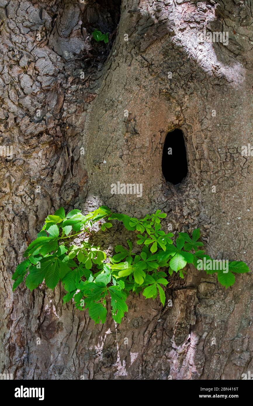 Natural cavity in trunk of horse-chestnut / conker tree (Aesculus hippocastanum) offering nesting site for birds, pine martens and other animals Stock Photo