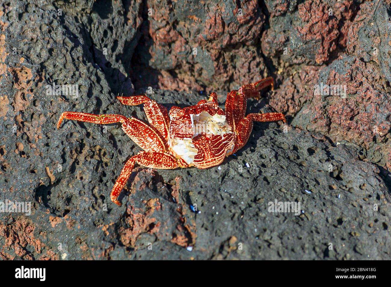 Carcass of a dead crab on the rocks of a coastal area Stock Photo