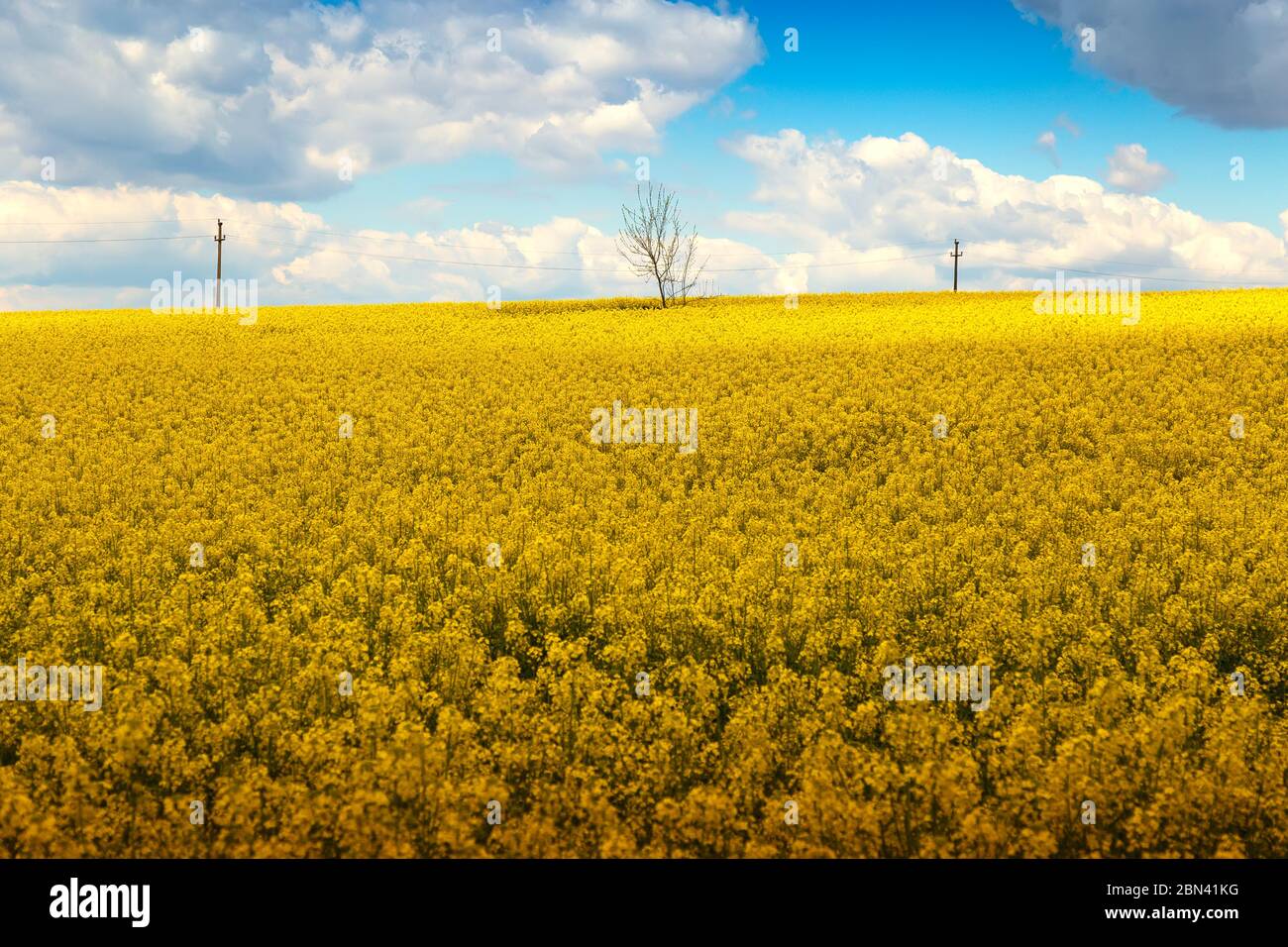 Yellow chain with rapeseed flowers and blue sky Stock Photo