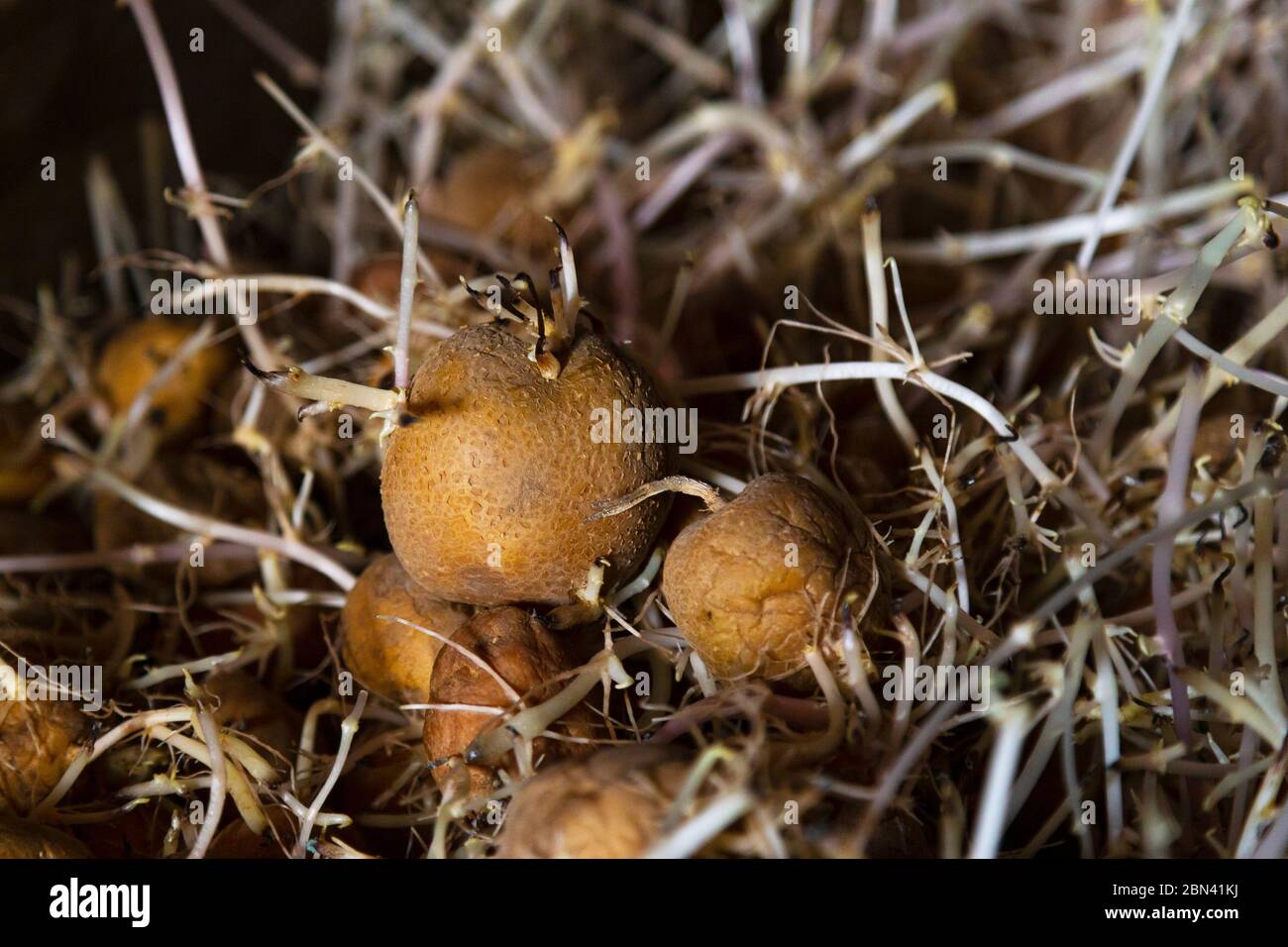 Sprouted potatoes. Potatoes for planting in the box in cellar. Stock Photo