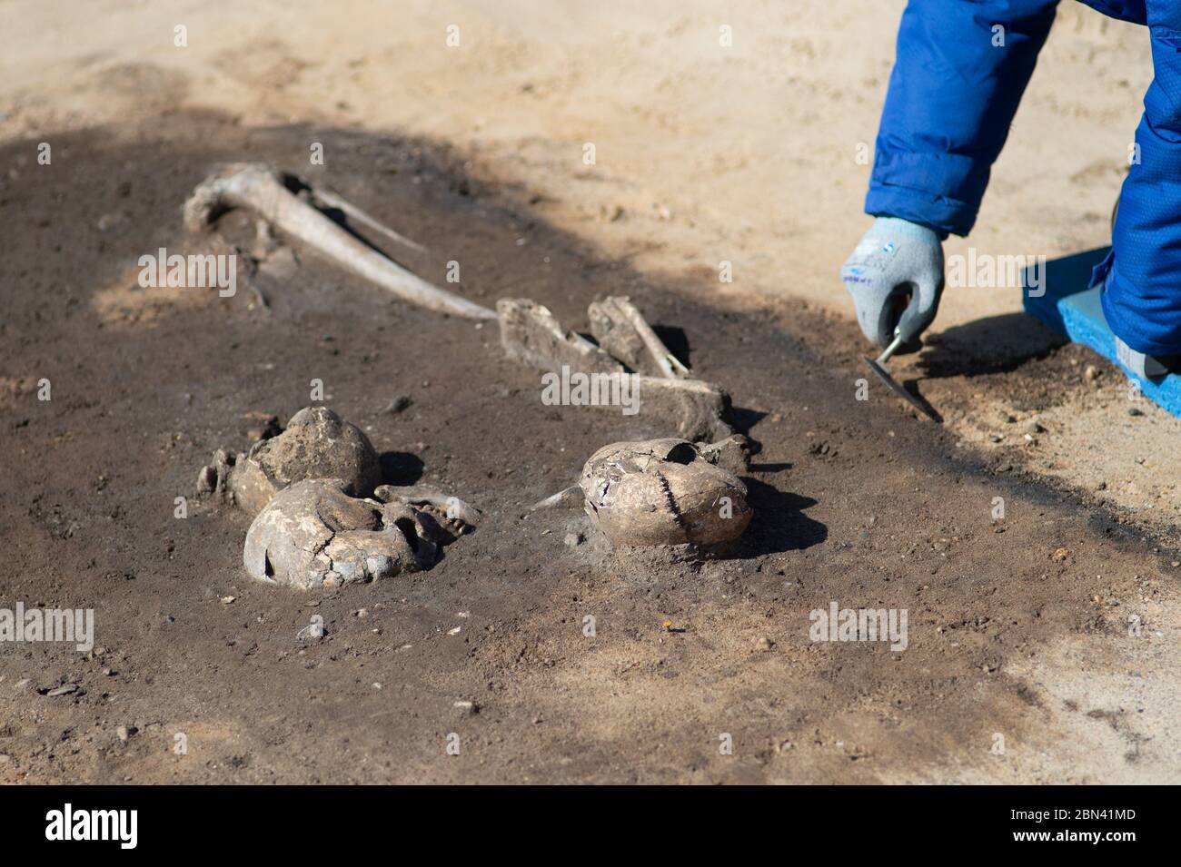 12 May 2020, Saxony-Anhalt, Zackmünde: Matthias Weißbrenner, an excavation worker from the State Office for Monument Preservation and Archaeology of Saxony-Anhalt, uncovers a grave from the Early Bronze Age near the ring shrine. In it are the bones of a woman and a child and another skeleton. Further expansion measures are planned this year for the ring ditch of the Ring Shrine Pömmelte, of which the nave is a part. For example, a new tourist information center is to be built in the immediate vicinity of the complex. Photo: Klaus-Dietmar Gabbert/dpa-Zentralbild/dpa Stock Photo