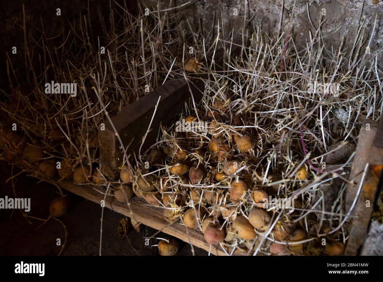 Sprouted potatoes. Potatoes for planting in the cellar. Stock Photo