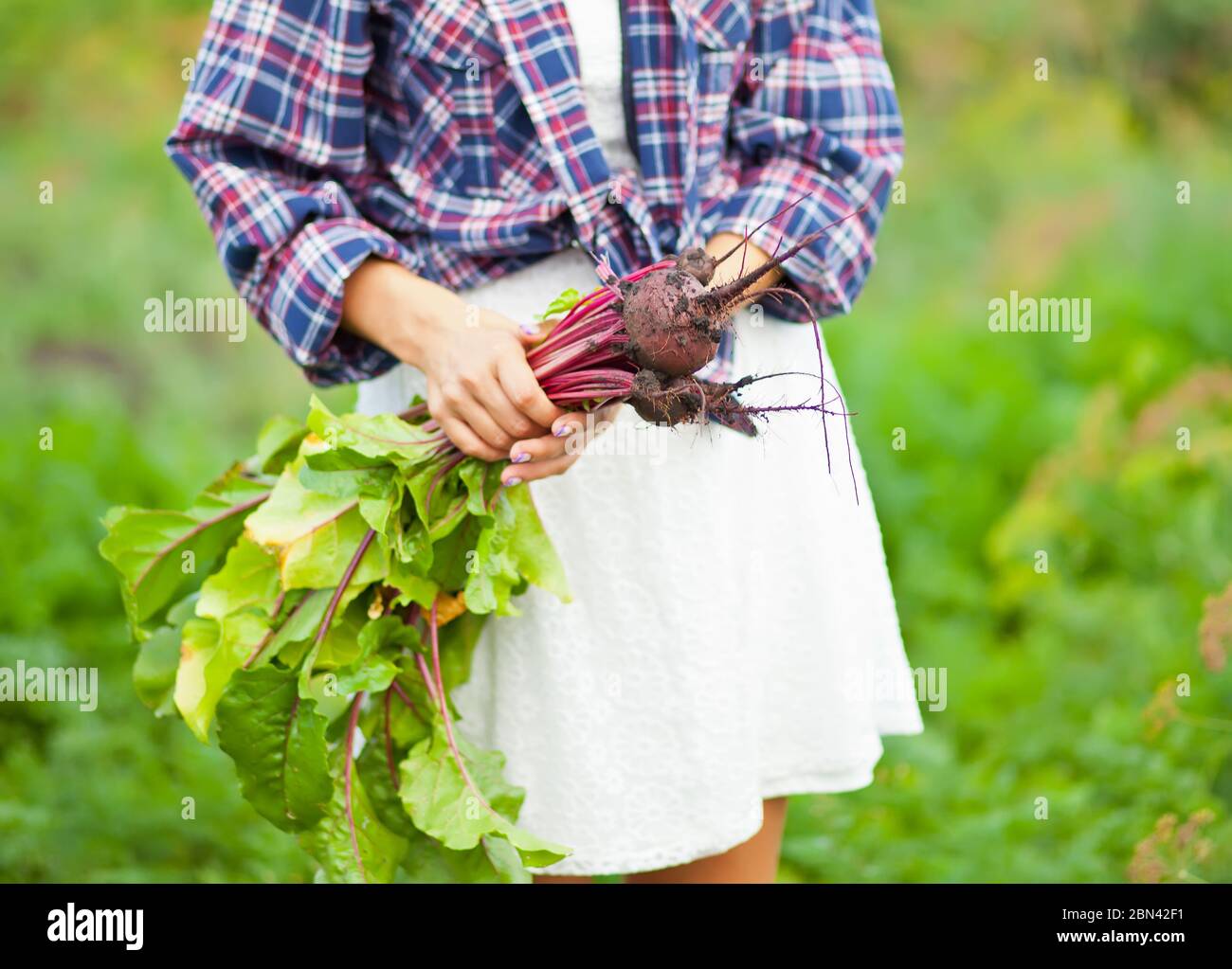 Woman holding a ripe beetroot. Local farming, harvesting concept Stock ...