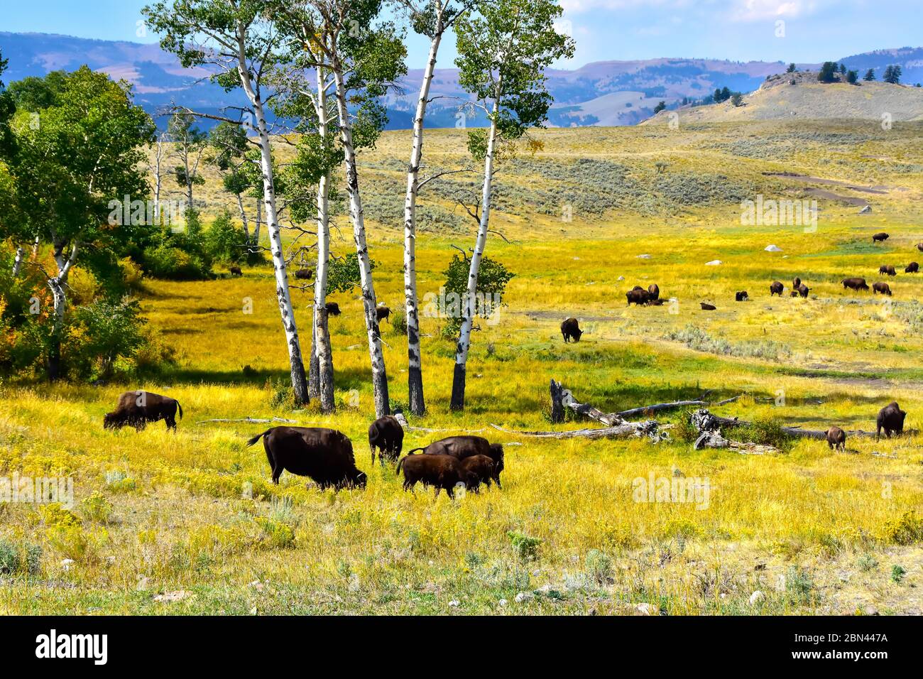 Buffalo herd grazing in a meadow turning yellow under the Aspen Trees in the Lamar Valley in Yellowstone National Park. Mountains in the background. Stock Photo