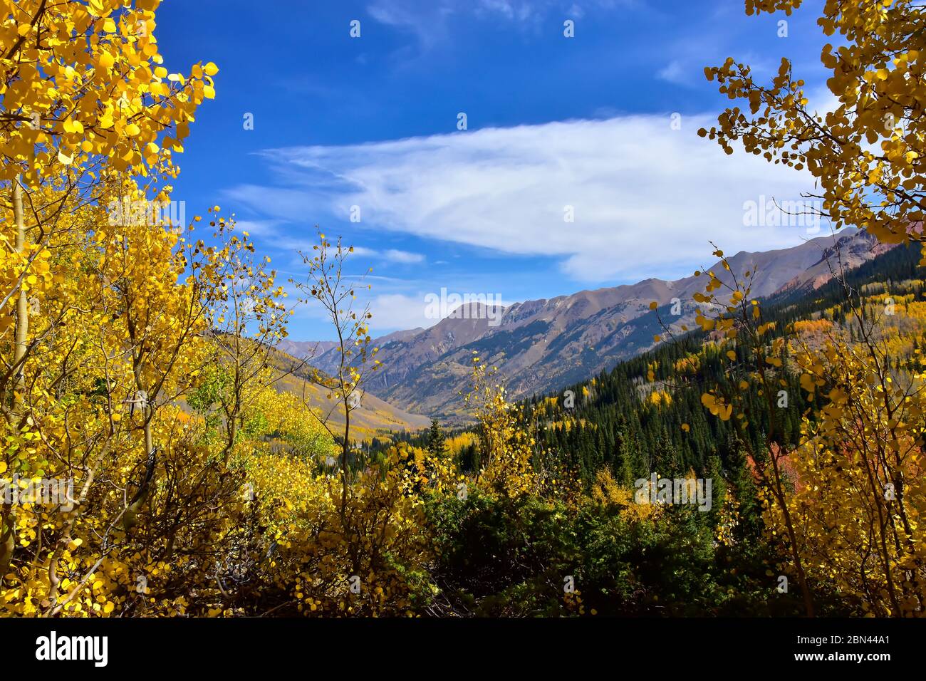 Golden fall leaves in the Rocky Mountains on the San Juan Skyway, Uncompahgre National Forest, Colorado. Beautiful blue sky day, Stock Photo