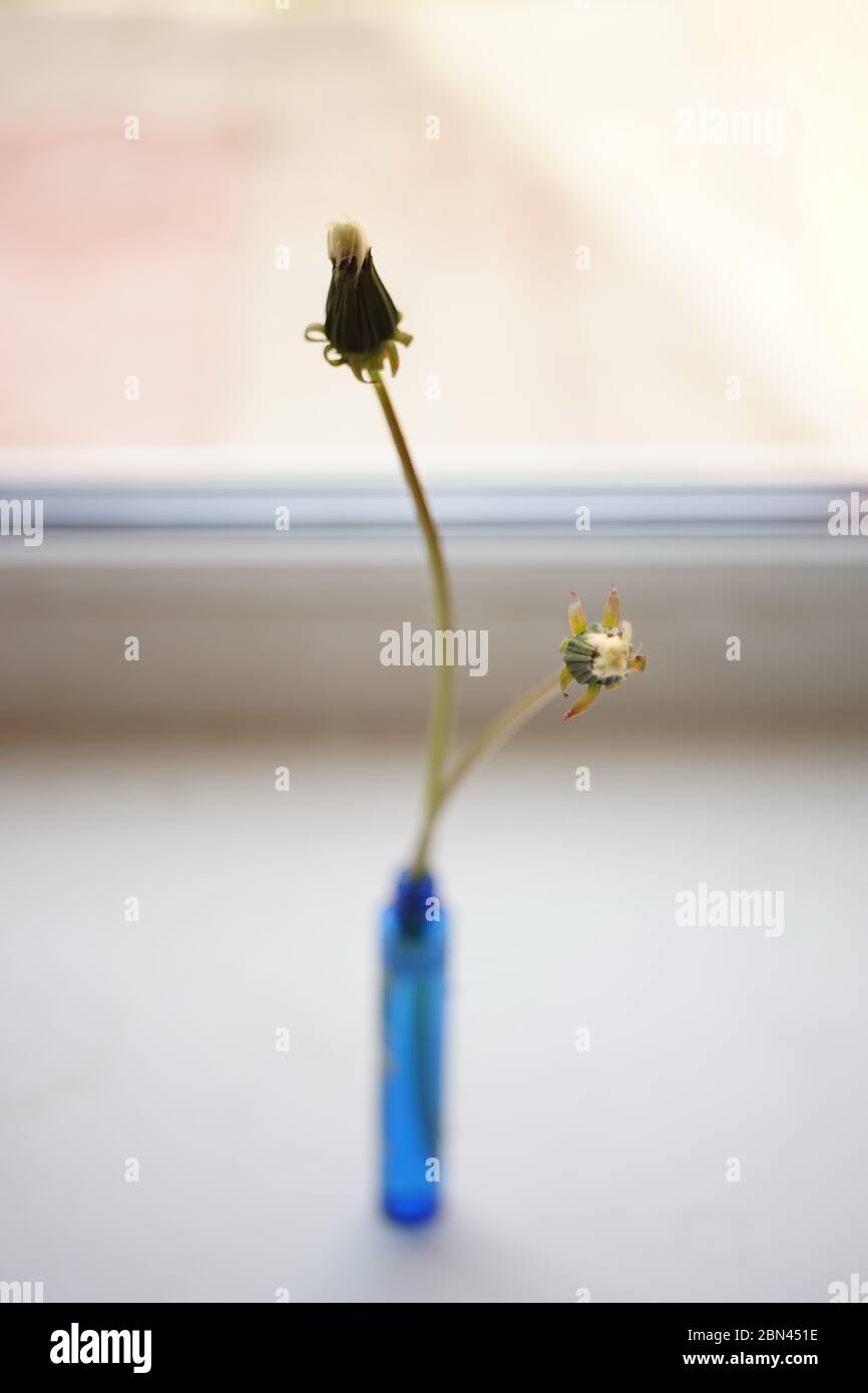 Closed dandelion flowers in a thin vase on the white windowsill Stock ...