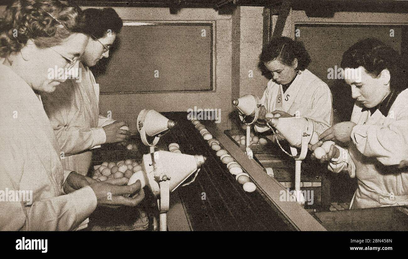 Dairy Industry in Britain - Dairy Industry in Britain - An old magazine photograph showing English 'Candlers' inspecting eggs for freshness by examining them in front of electric light bulbs (originally candles) in the days before more modern techniques were established. Today Candling is a method used in embryology to study the growth and development of an embryo inside an egg. The method uses a bright light source behind the egg to show details through the shell, and is so called because the original sources of light used were candles Stock Photo