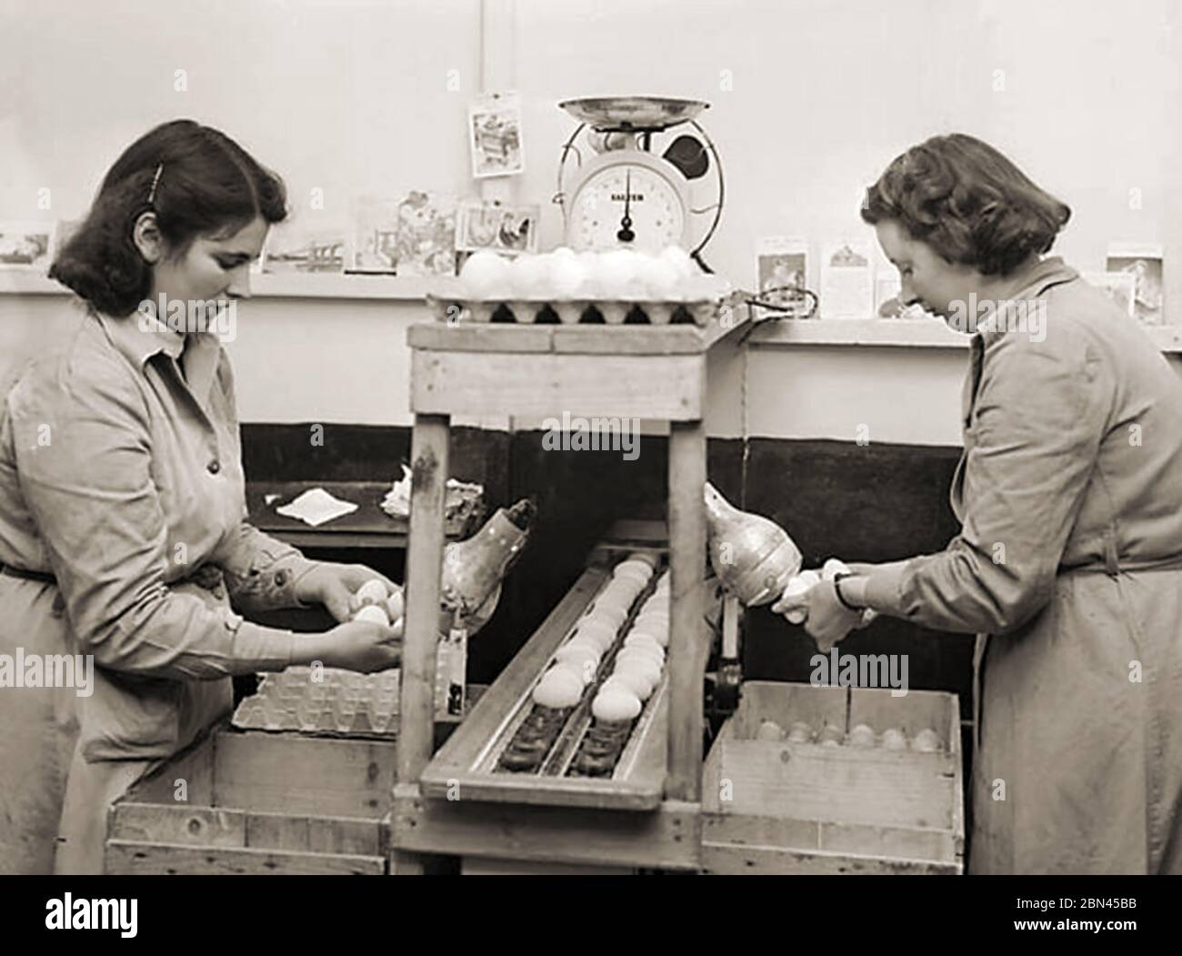 Dairy Industry in Britain - An old magazine photograph showing Welsh 'Candlers' inspecting eggs for freshness by examining them in front of electric light bulbs (originally candles) in the days before more modern techniques were established. Today Candling is a method used in embryology to study the growth and development of an embryo inside an egg. The method uses a bright light source behind the egg to show details through the shell, and is so called because the original sources of light used were candles Stock Photo