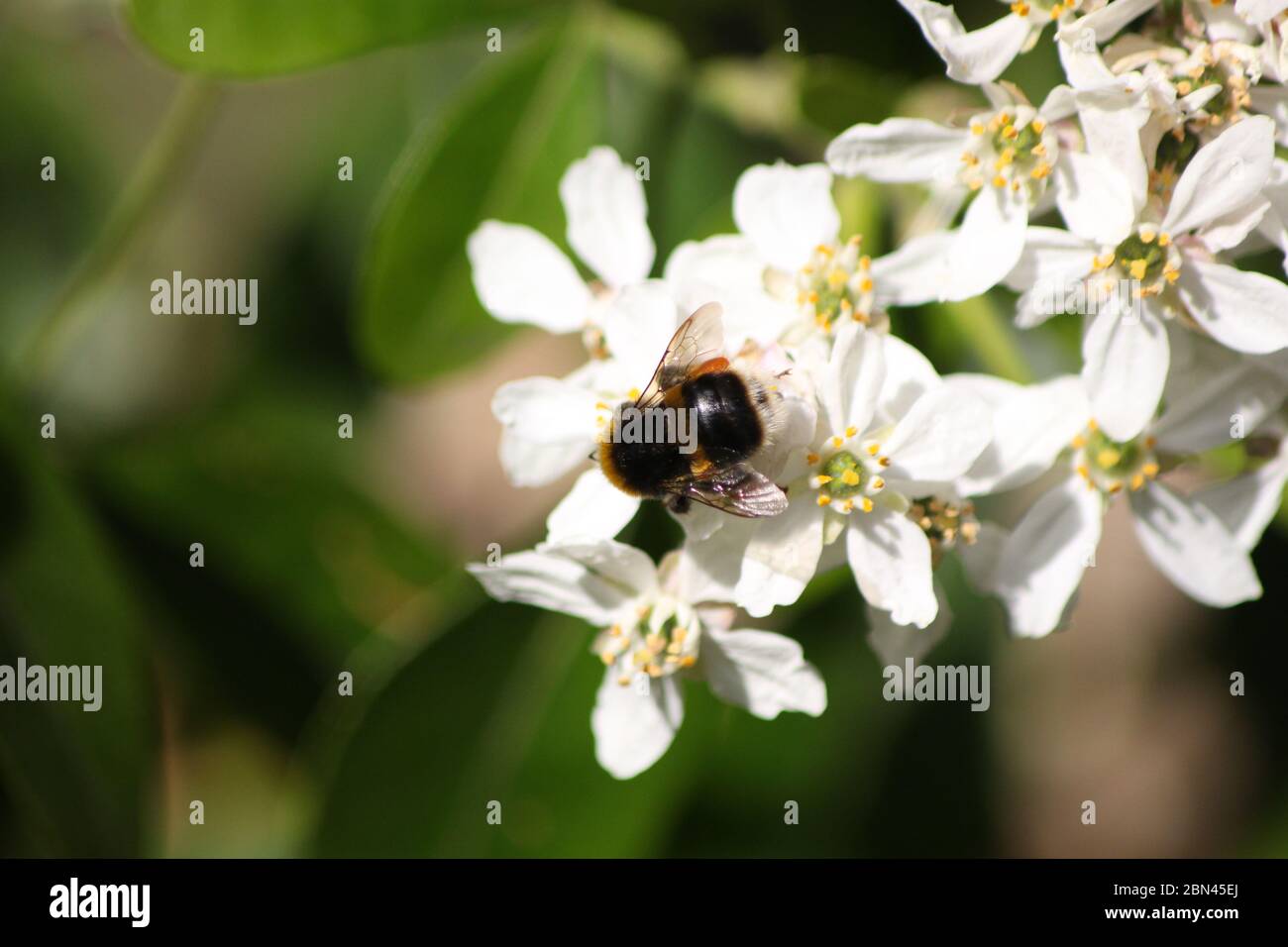 BEE / BUMBLEBEE Stock Photo