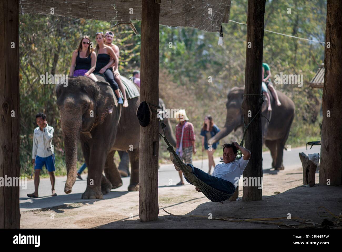 A man lays down on a hammock while tourists ride an elephant, Pai, Northern Thailand. Stock Photo