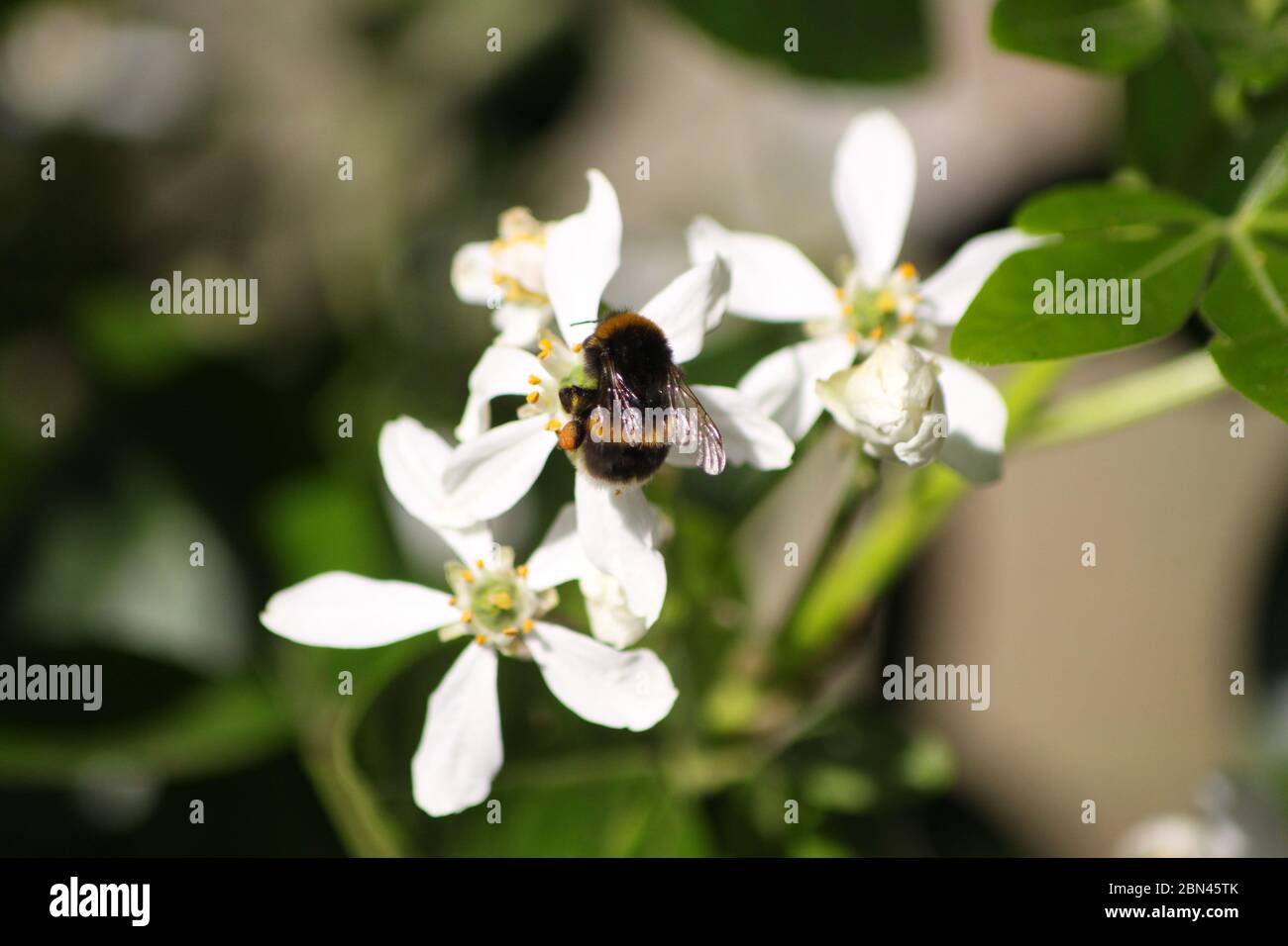 BEE / BUMBLEBEE Stock Photo