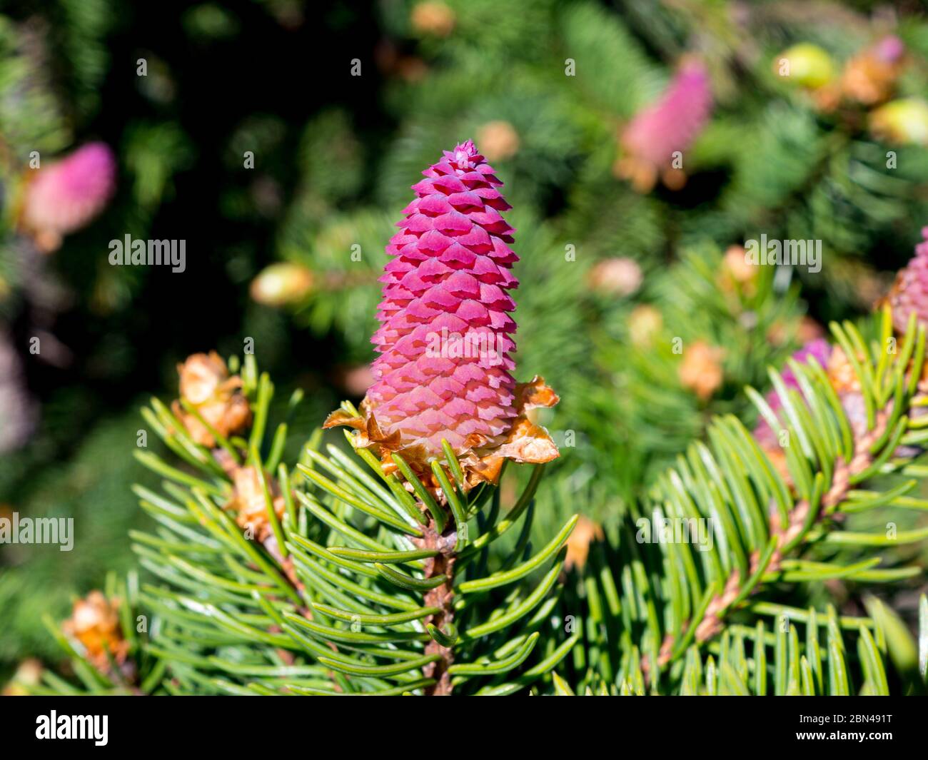 Rare coniferous plants.  Blooming tree Spruce Acrocona (Picea abies Acrocona), the cones look like a pink rose.  Soft needles of pale green colour. Stock Photo