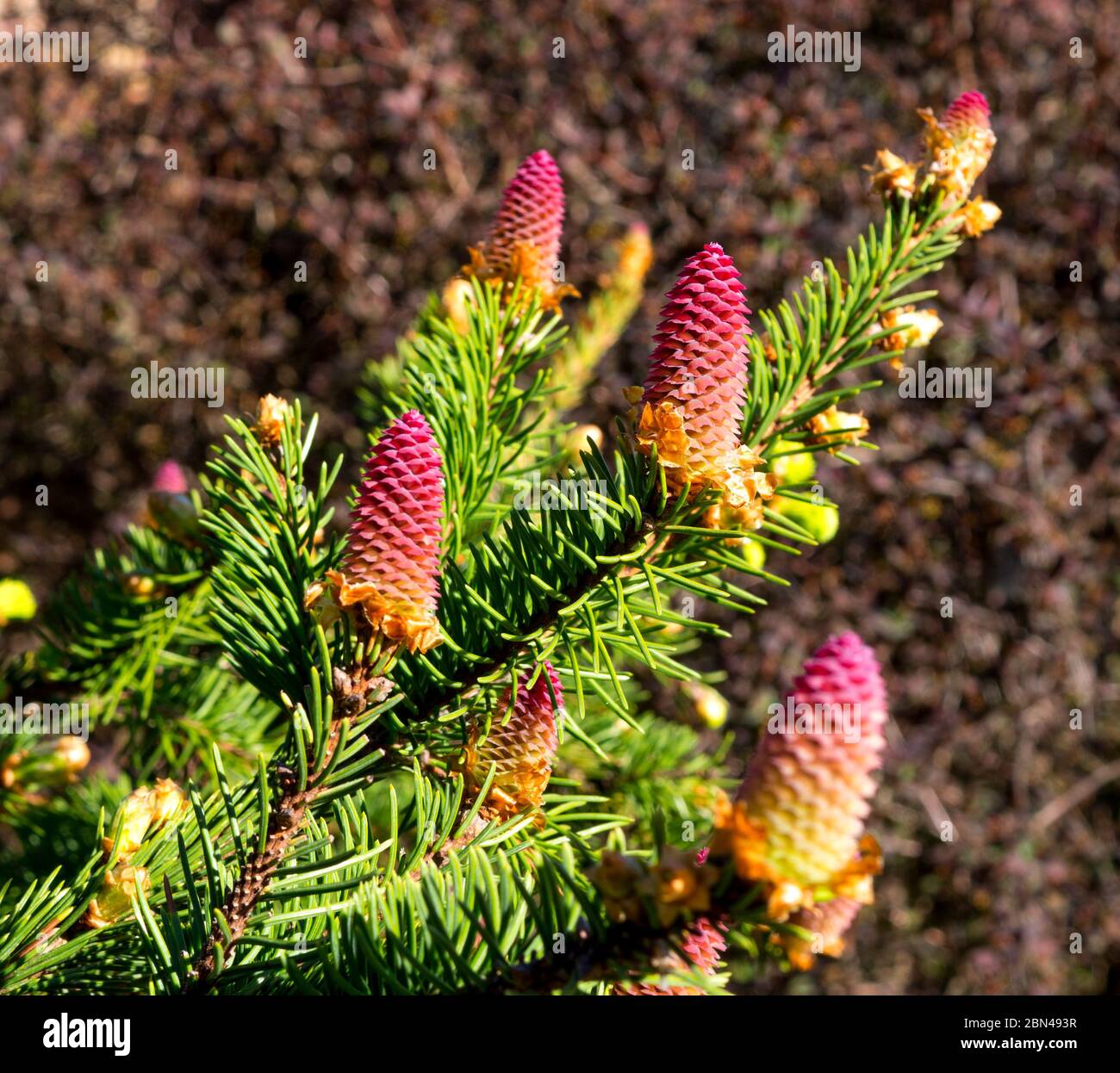 Rare coniferous plants.  Blooming tree Spruce Acrocona (Picea abies Acrocona), the cones look like a pink rose.  Soft needles of pale green colour. Stock Photo