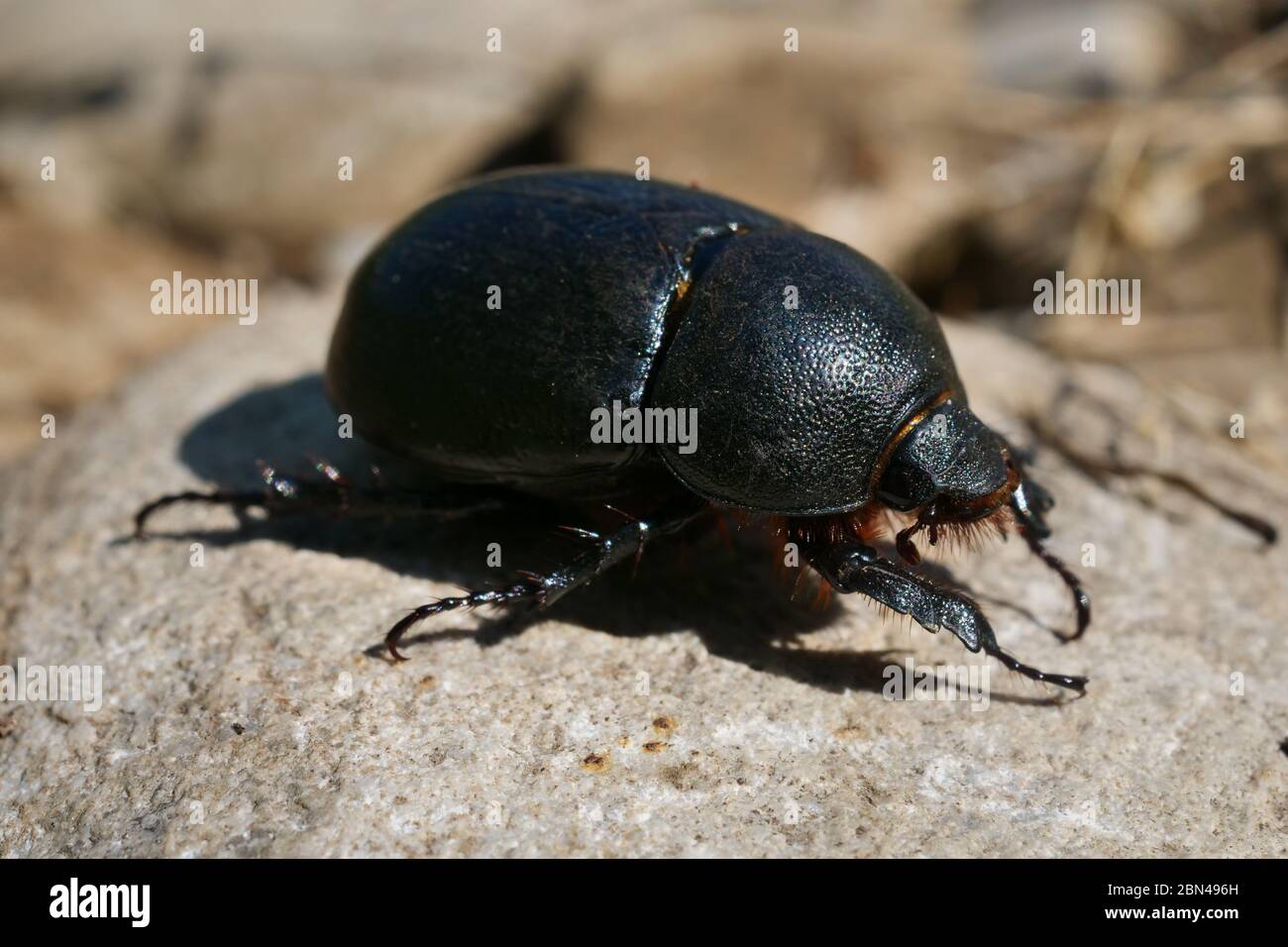 Scarabeo High Resolution Stock Photography and Images - Alamy
