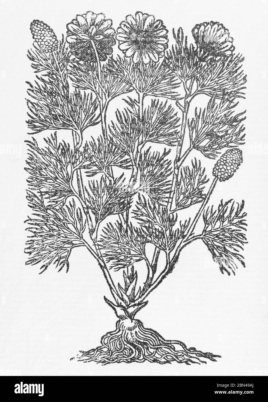 Yellow Pheasant's-Eye / Adonis vernalis woodcut from Gerarde's Herball, History of Plants. Sometimes called False Hellebore. P607 Stock Photo