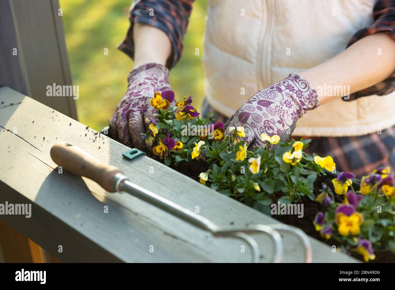 Gardeners hands planting flowers in pot with dirt or soil in container