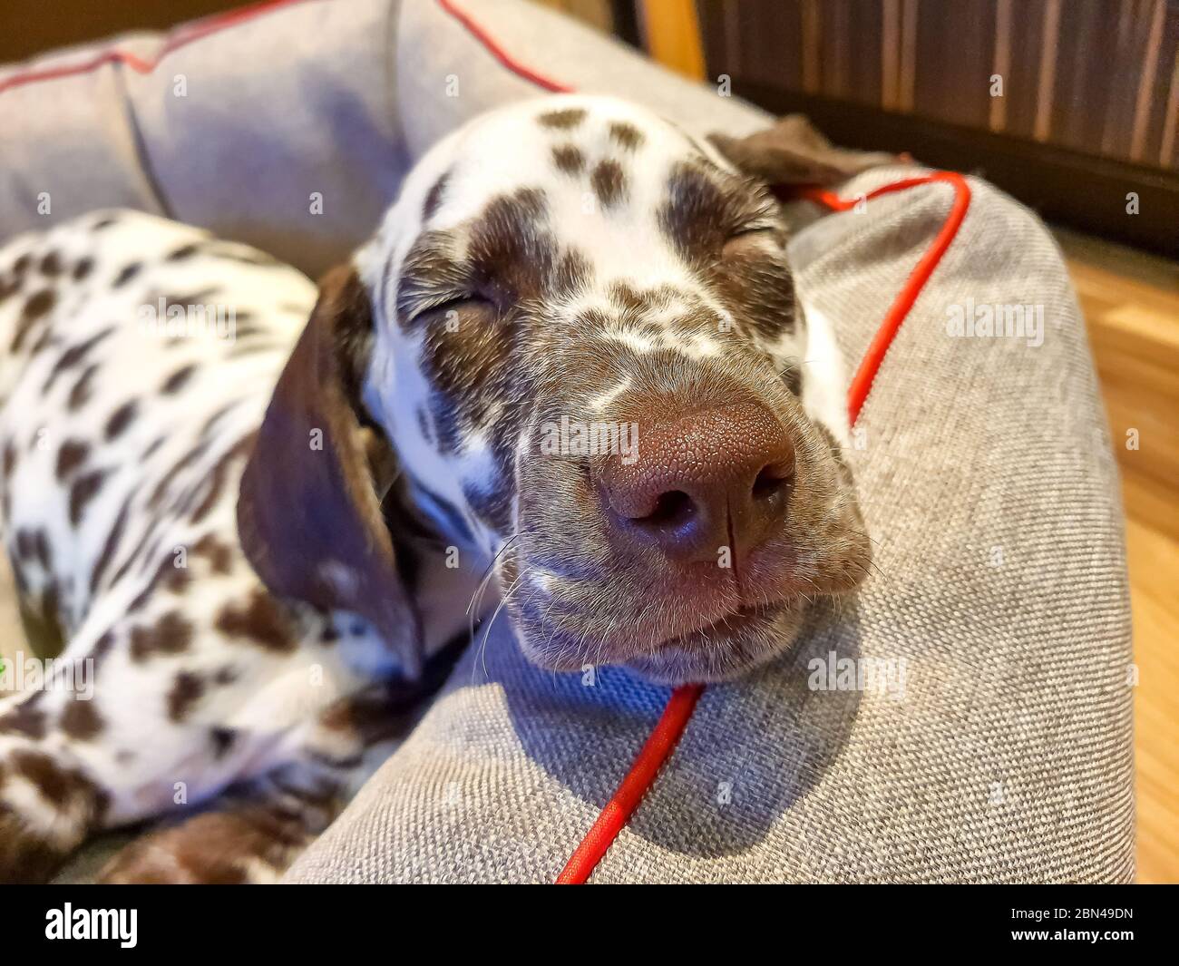Chocolate top dalmatian dog