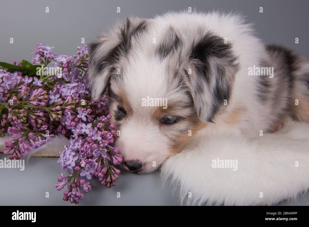 Lilac merle australian shepherd top