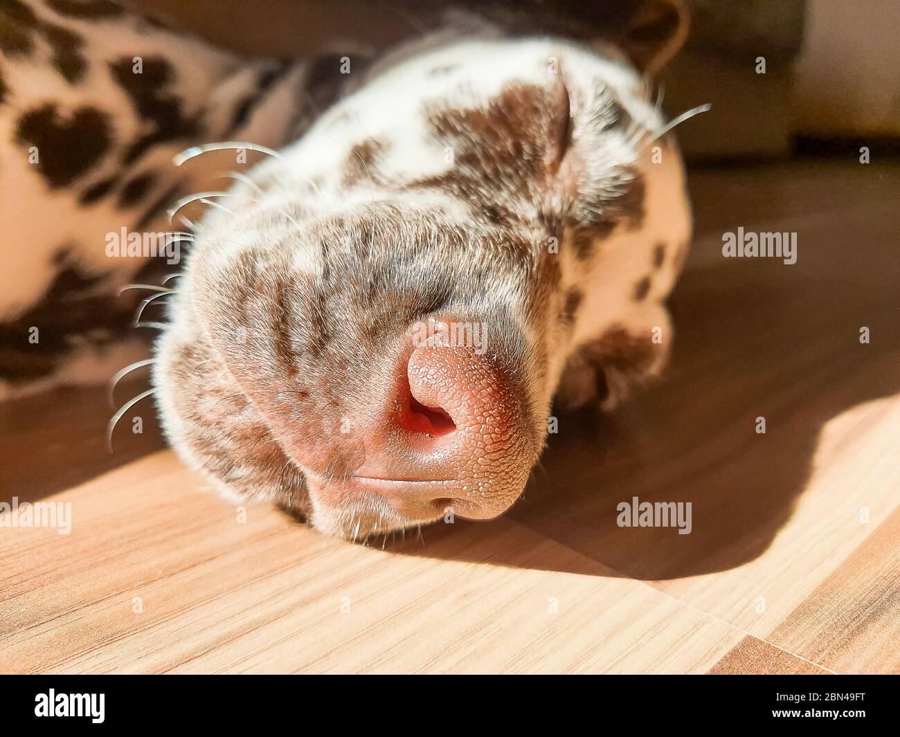 Should My Dog Have A Wet Nose